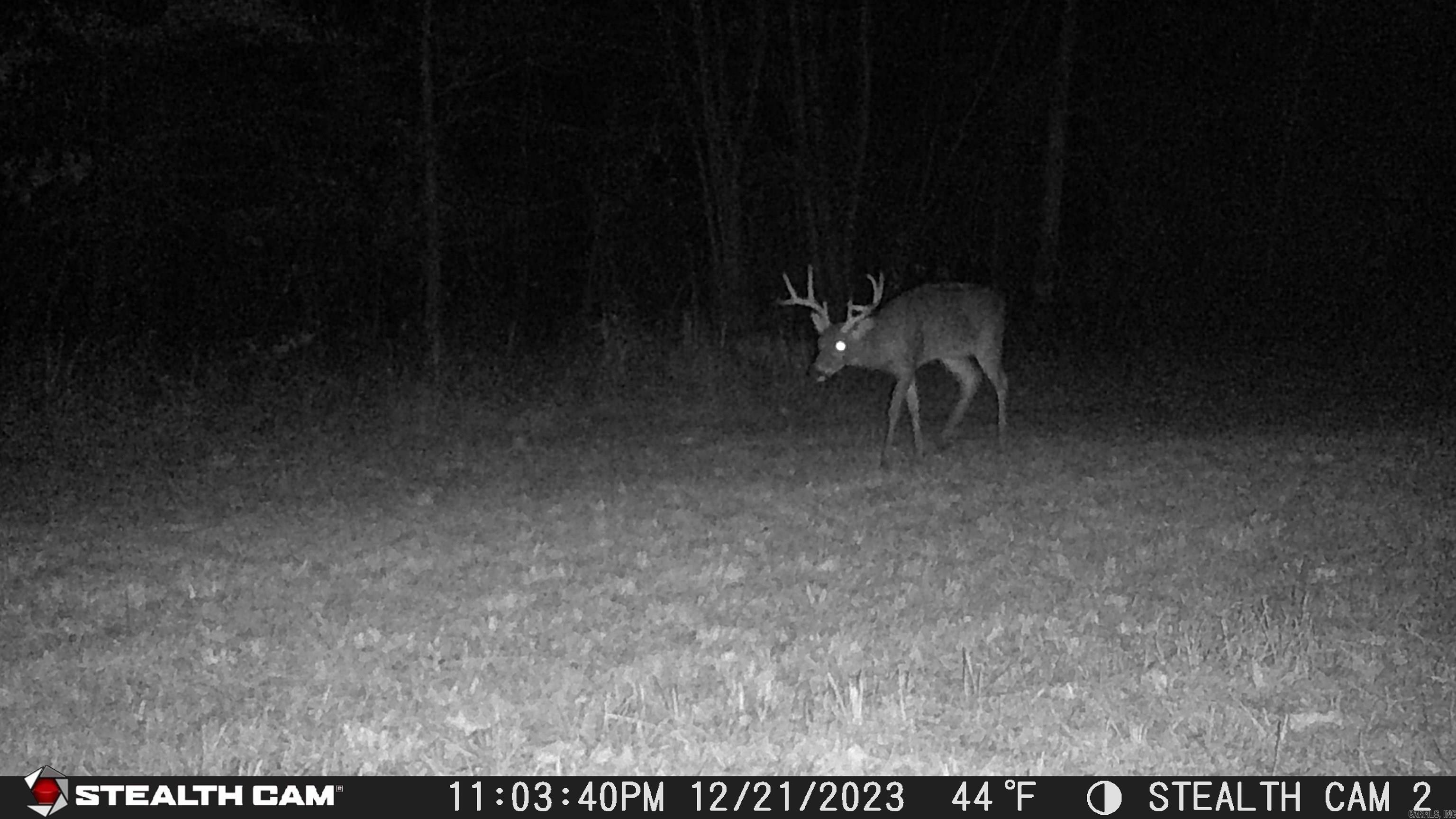 2631 W Glazypeau Rd  Mountain Pine, AR