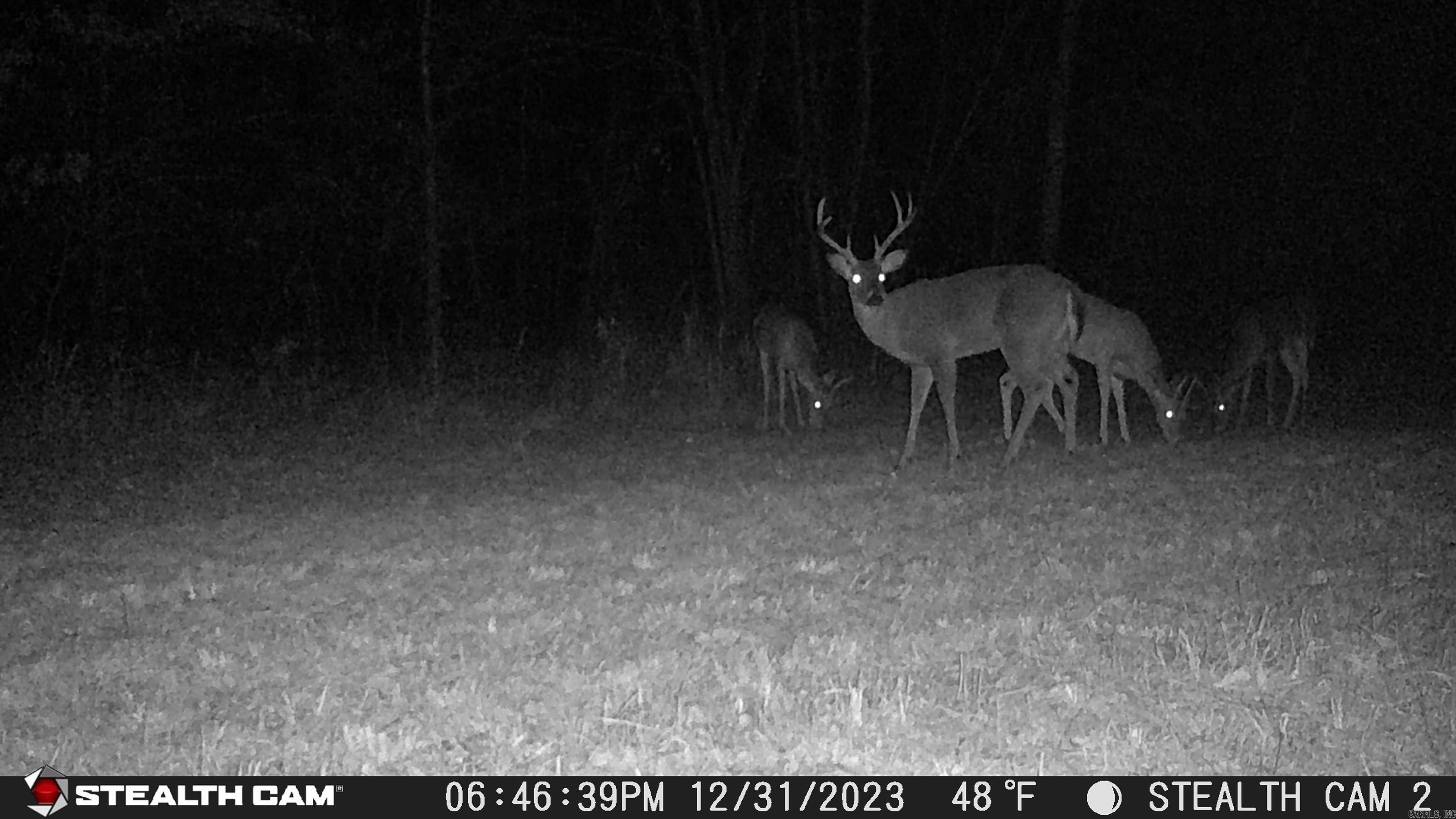 2631 W Glazypeau Rd  Mountain Pine, AR