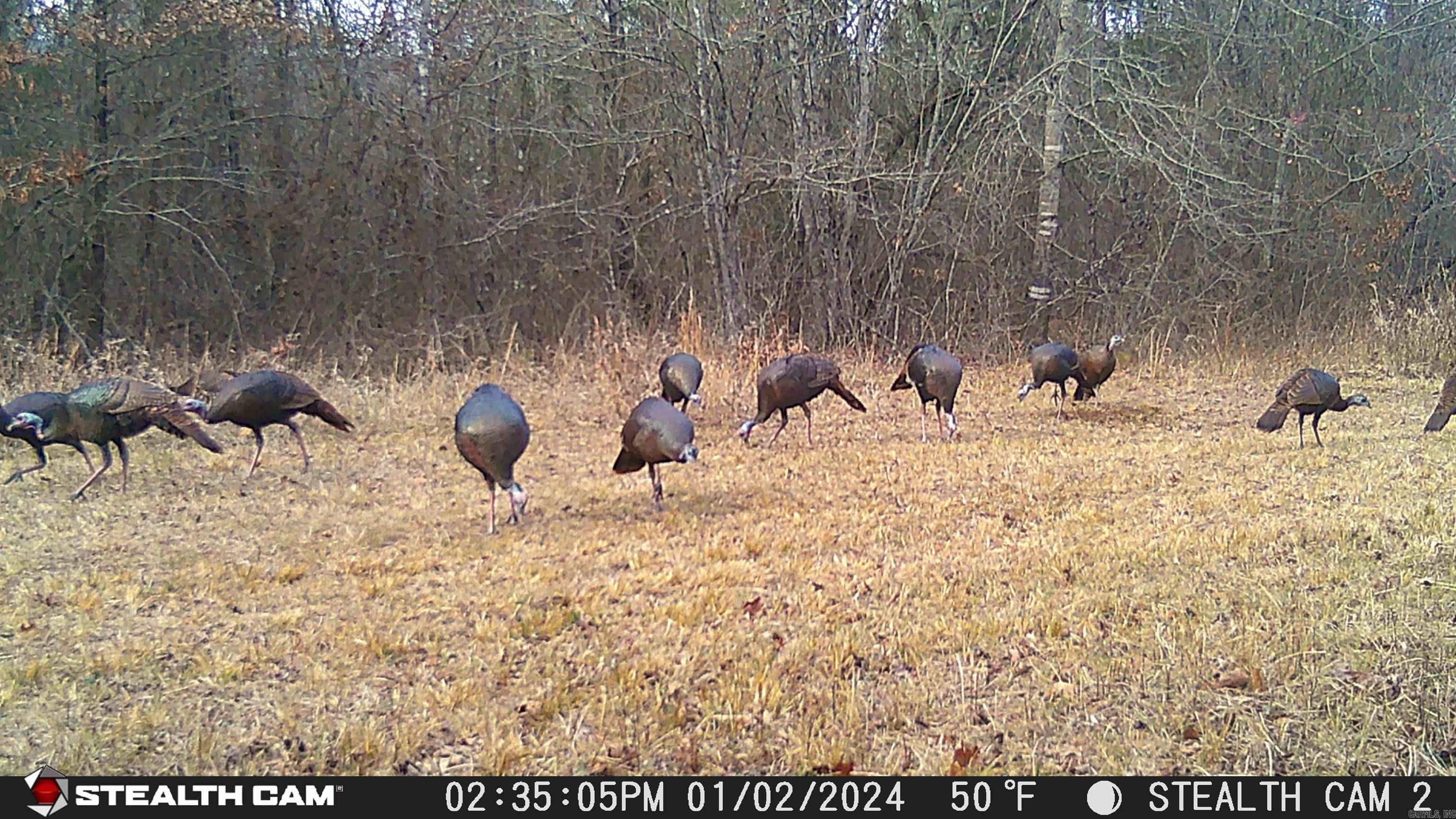 2631 W Glazypeau Rd  Mountain Pine, AR