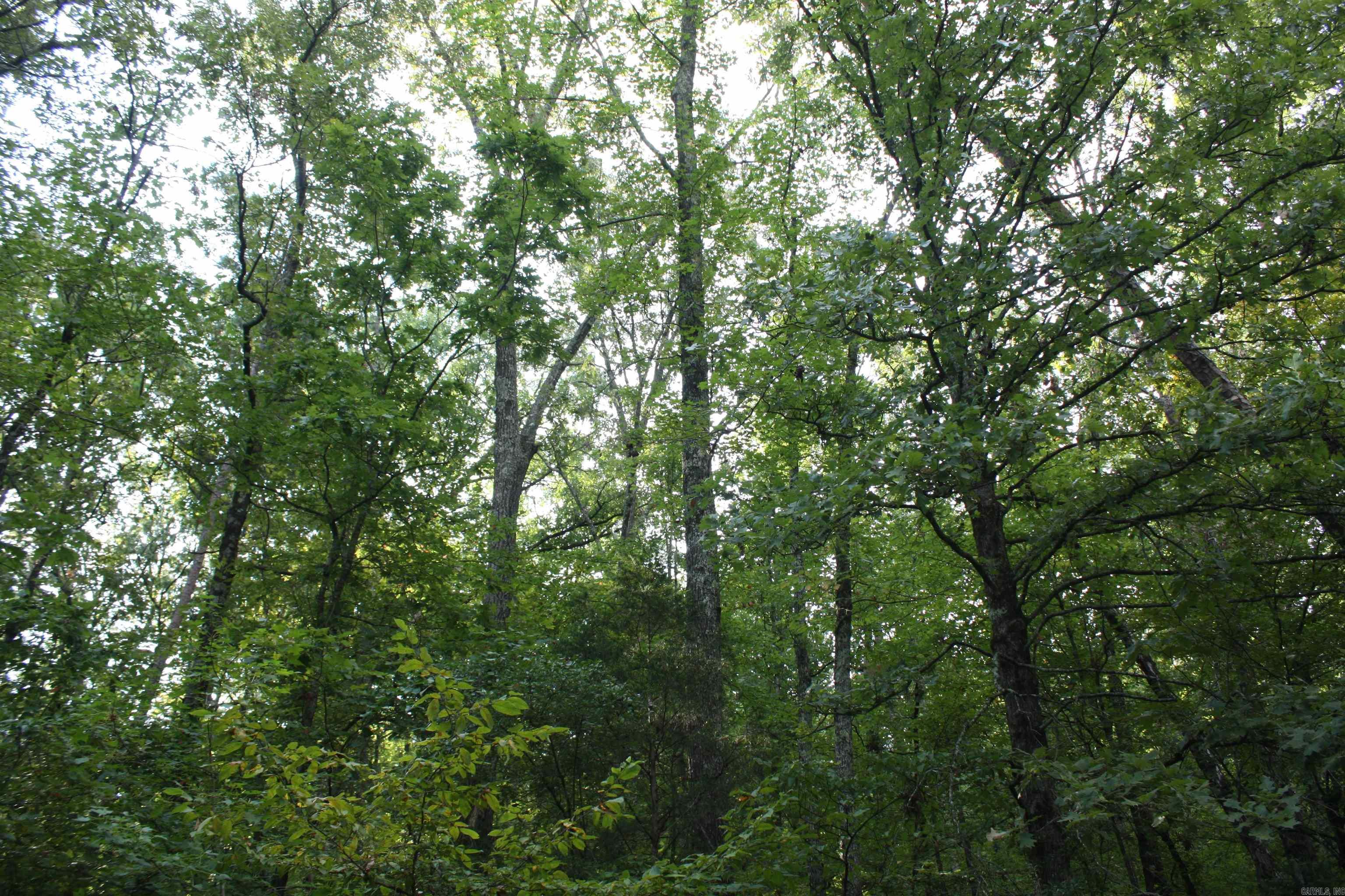 2631 W Glazypeau Rd  Mountain Pine, AR