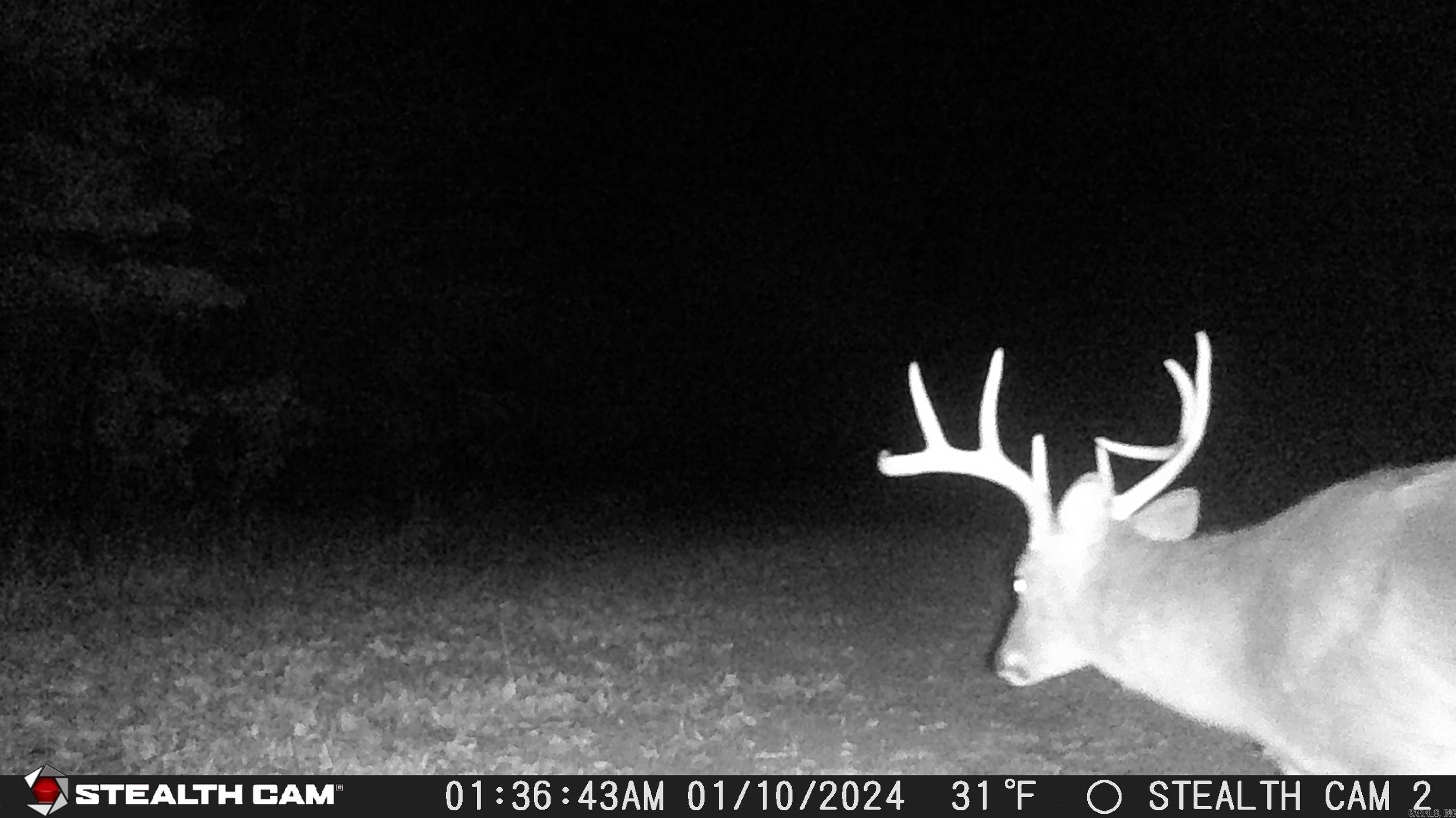 2631 W Glazypeau Rd  Mountain Pine, AR