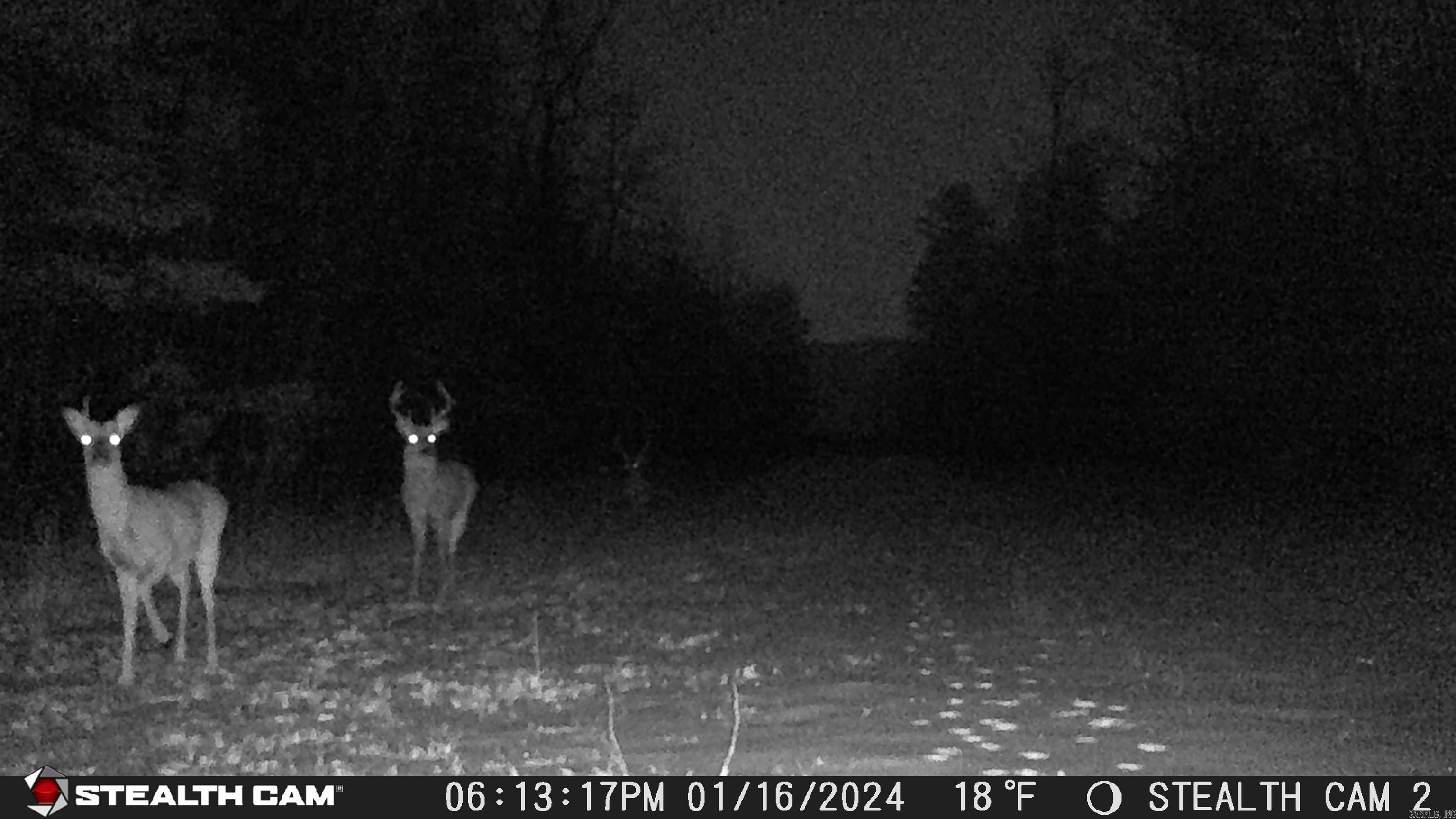 2631 W Glazypeau Rd  Mountain Pine, AR