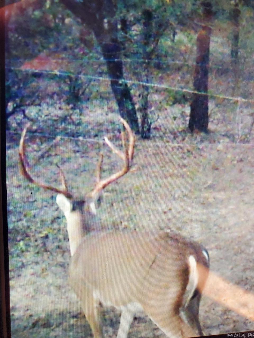 Unk  Polk Road 615  Mena, AR