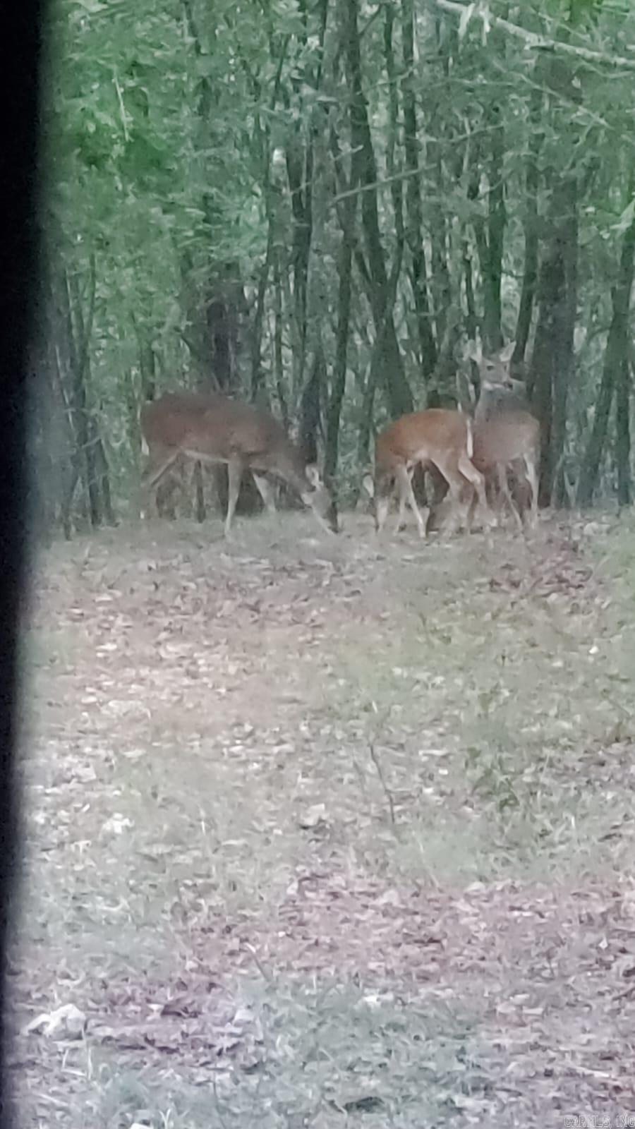 Unk  Polk Road 615  Mena, AR