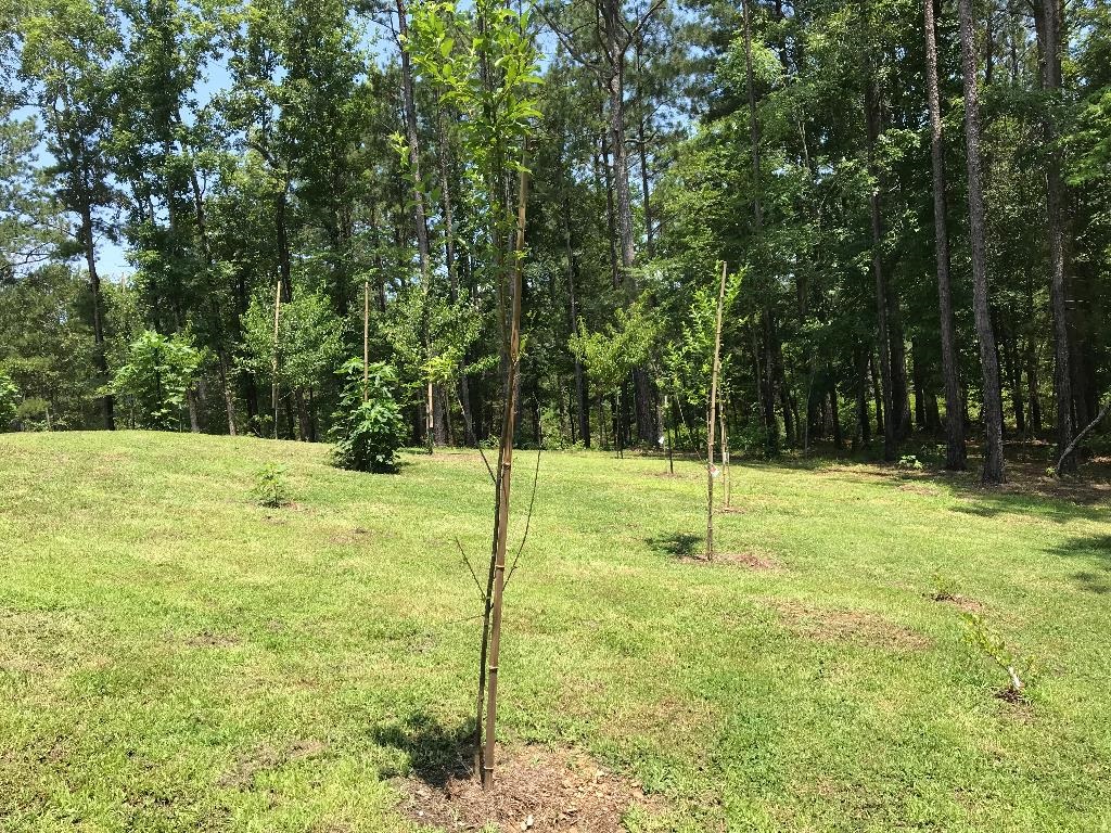160  Slytown  Amity, AR