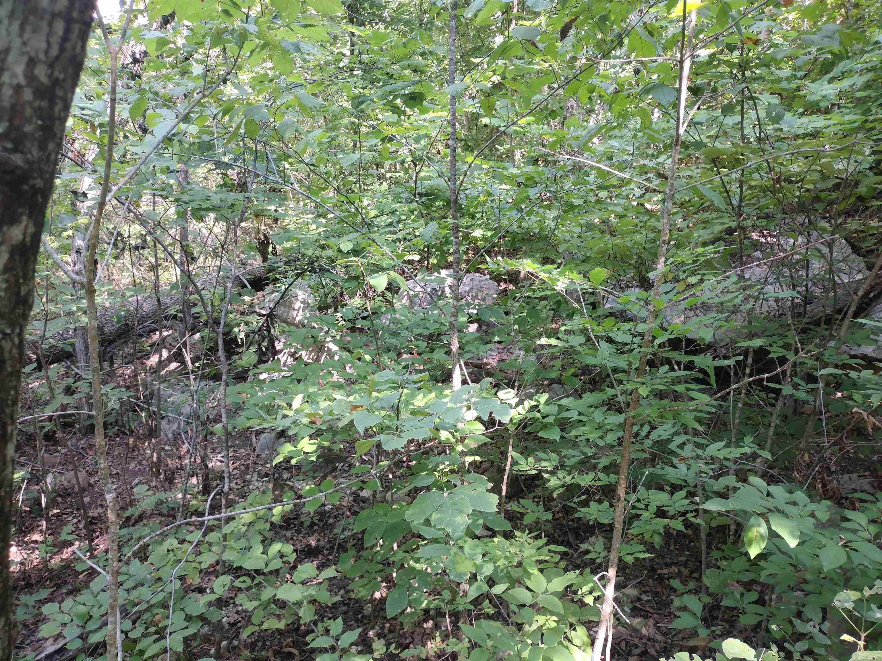 0  Liberty RD  Leslie, AR