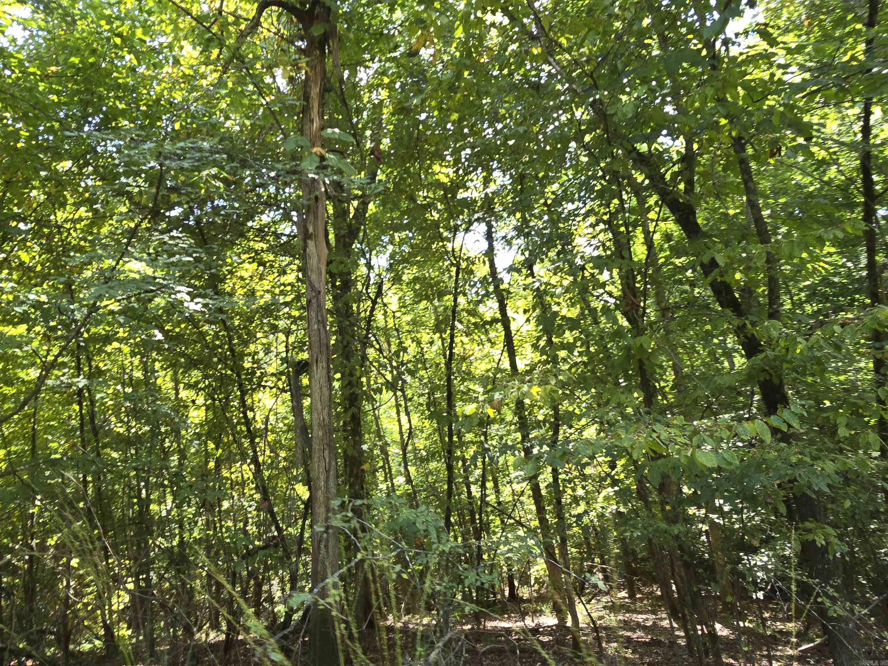 1001  Flecther  Forest Hill, AR