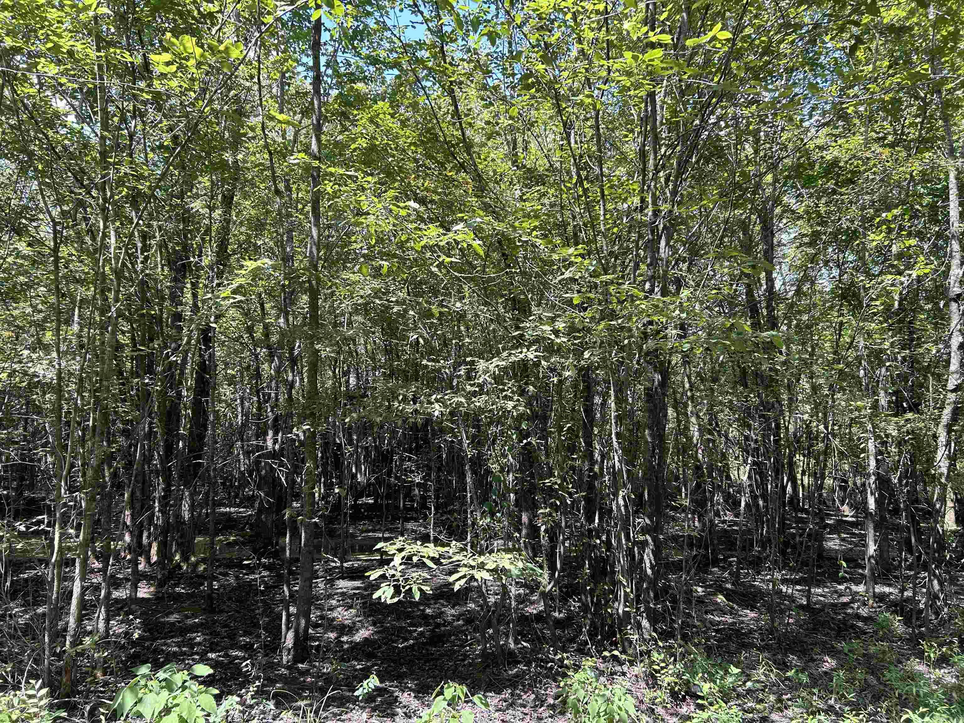 0  Padgett Rd  Pine City, AR