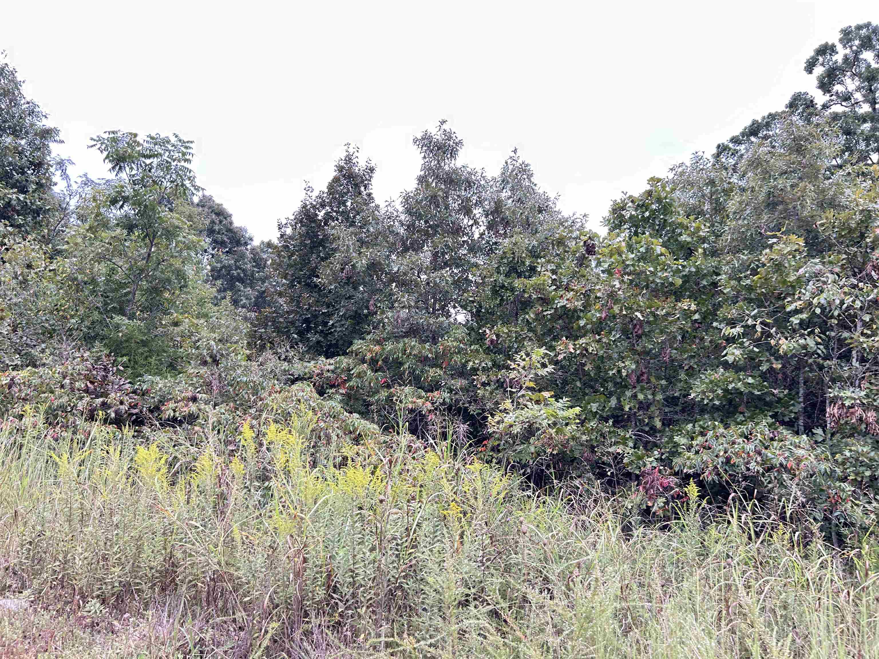 Lots 3,4,5  Martin  Ash Flat, AR