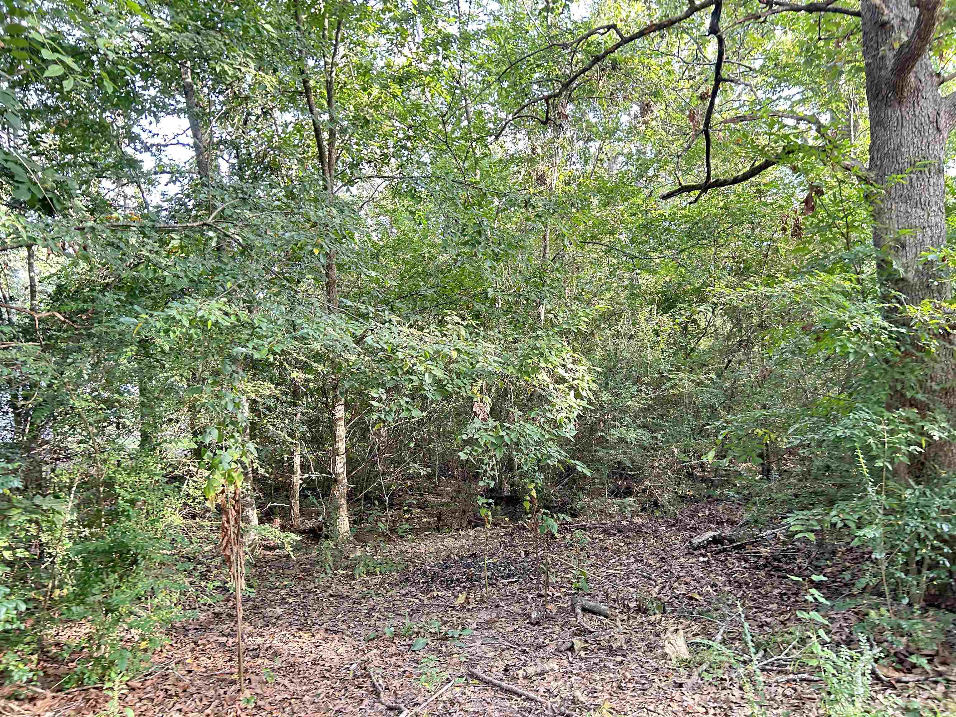Lot 35 N Circle  Ash Flat, AR