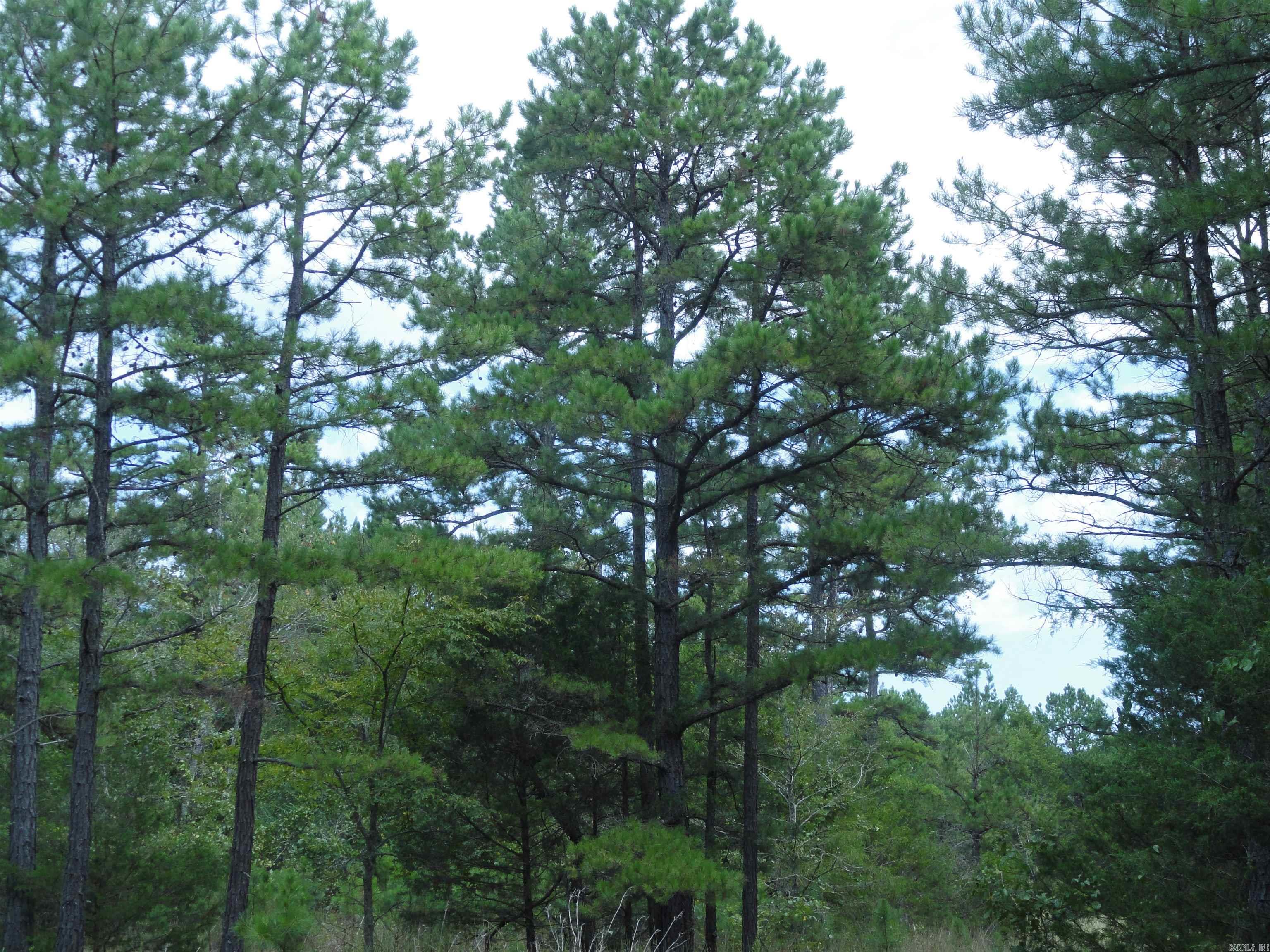 000 Baxter CR 128 Calico Rock, AR 72519