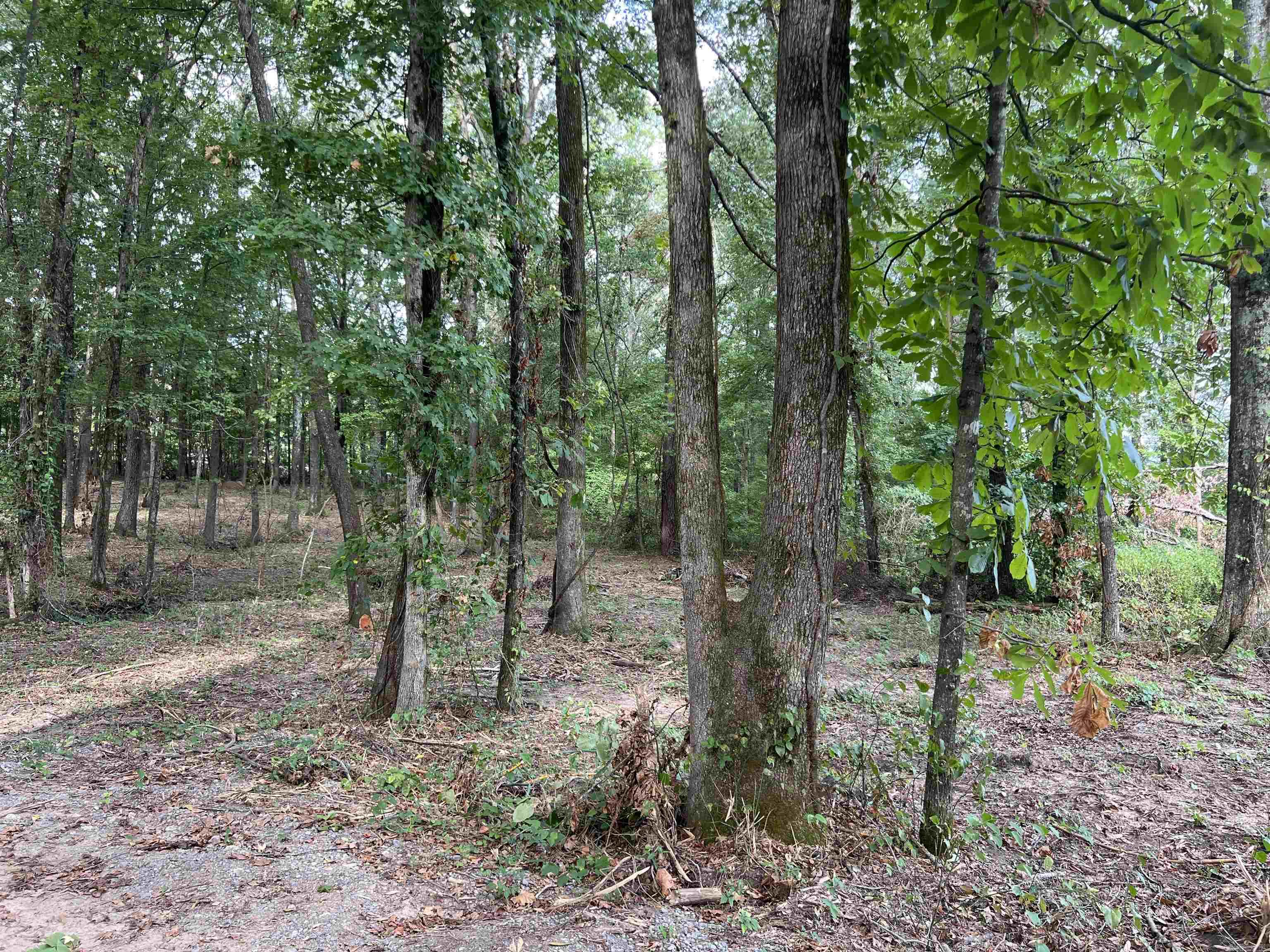 0  Arabian  White Hall, AR