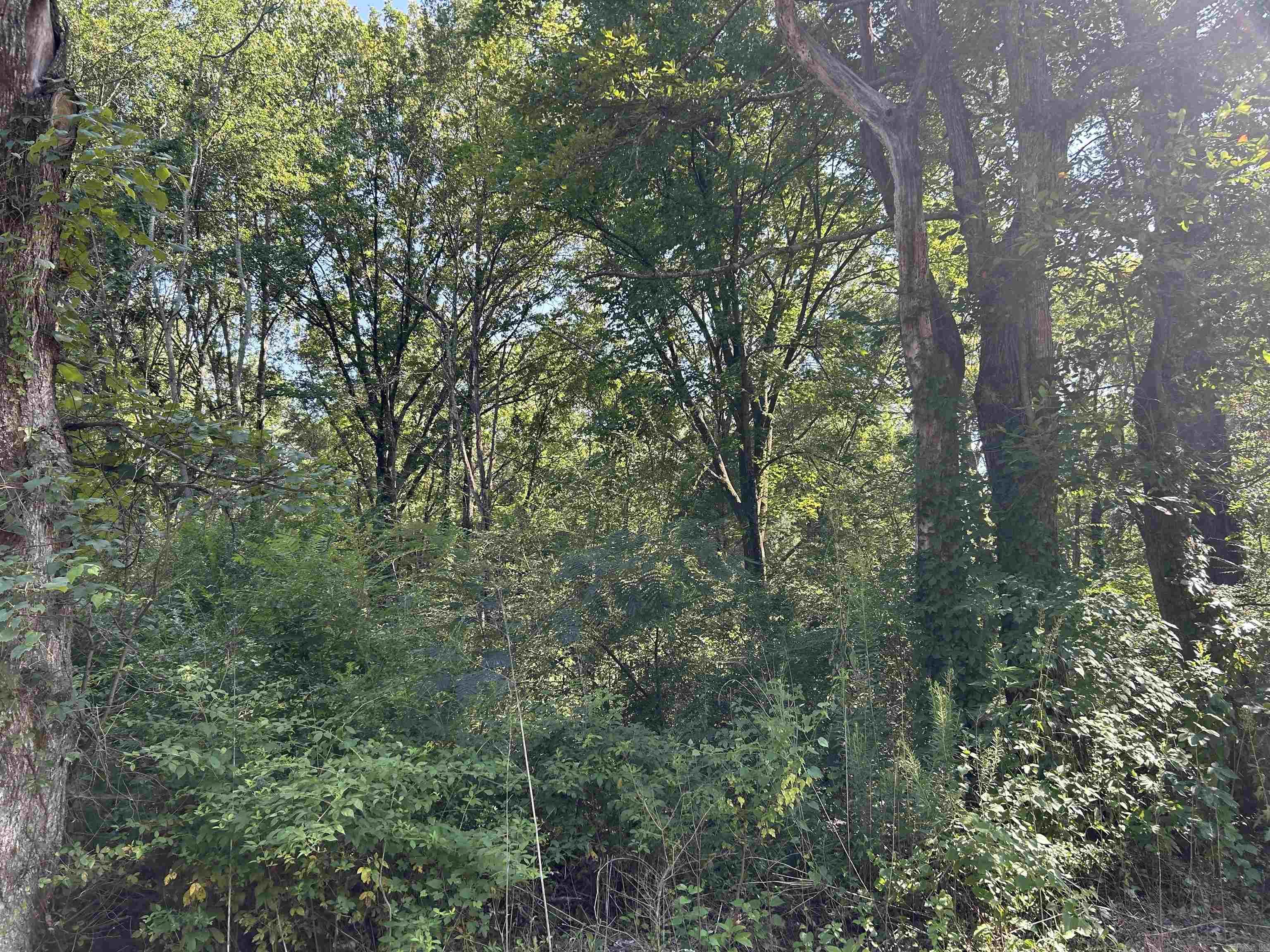 0  Chestnut  Brinkley, AR