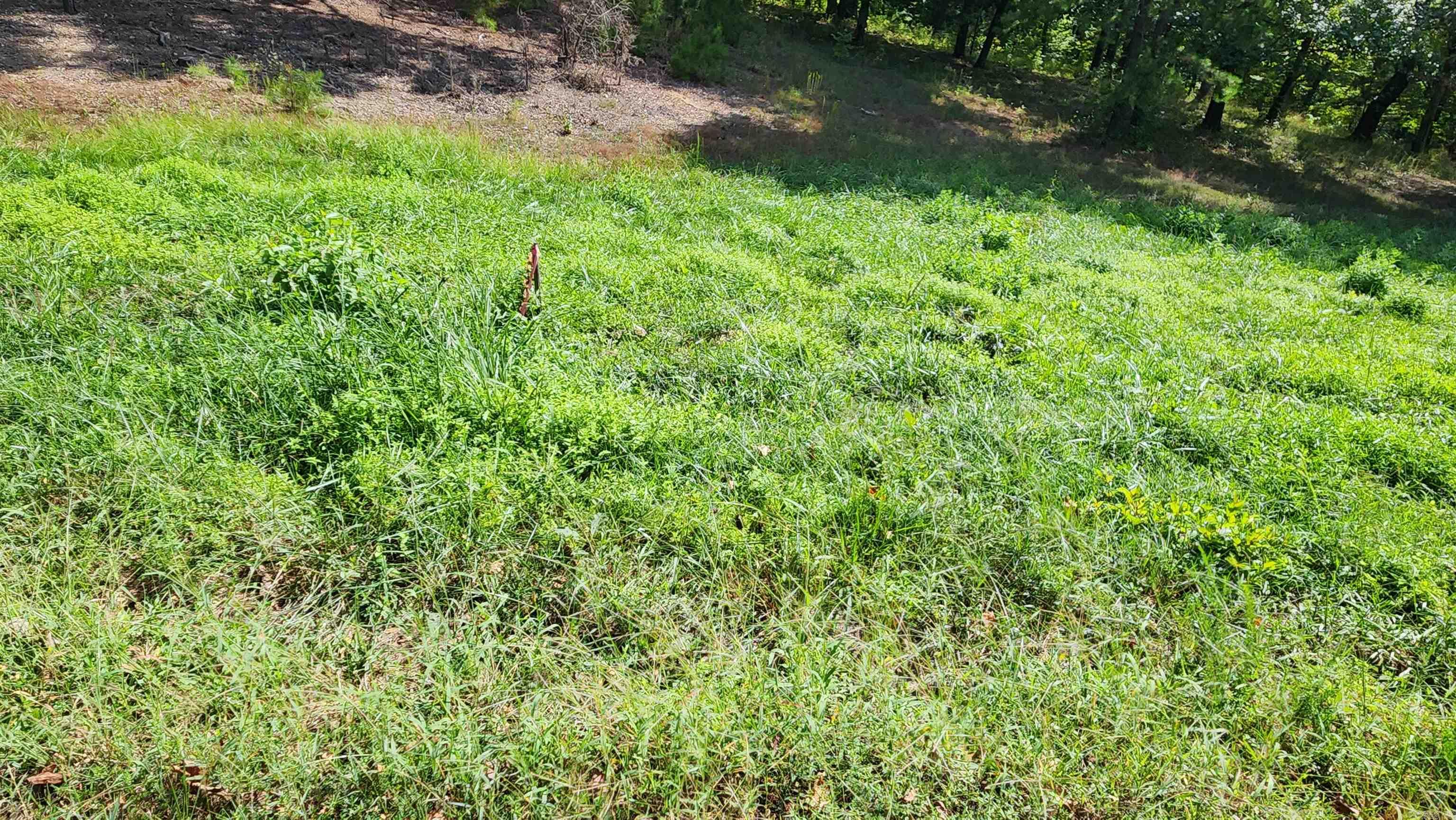 2742 E Highway 270  Mount Ida, AR