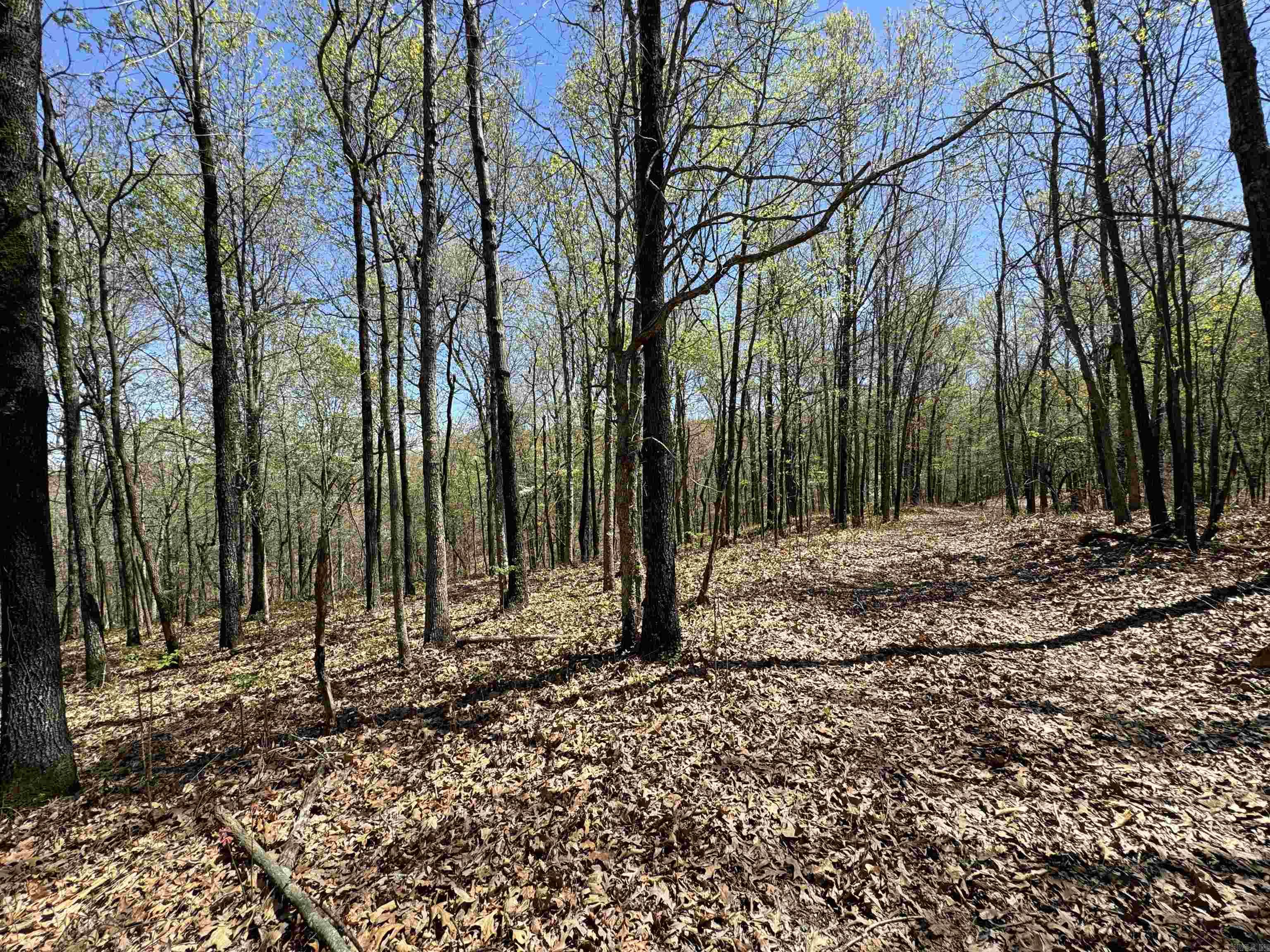 0  County Road 431  Pollard, AR
