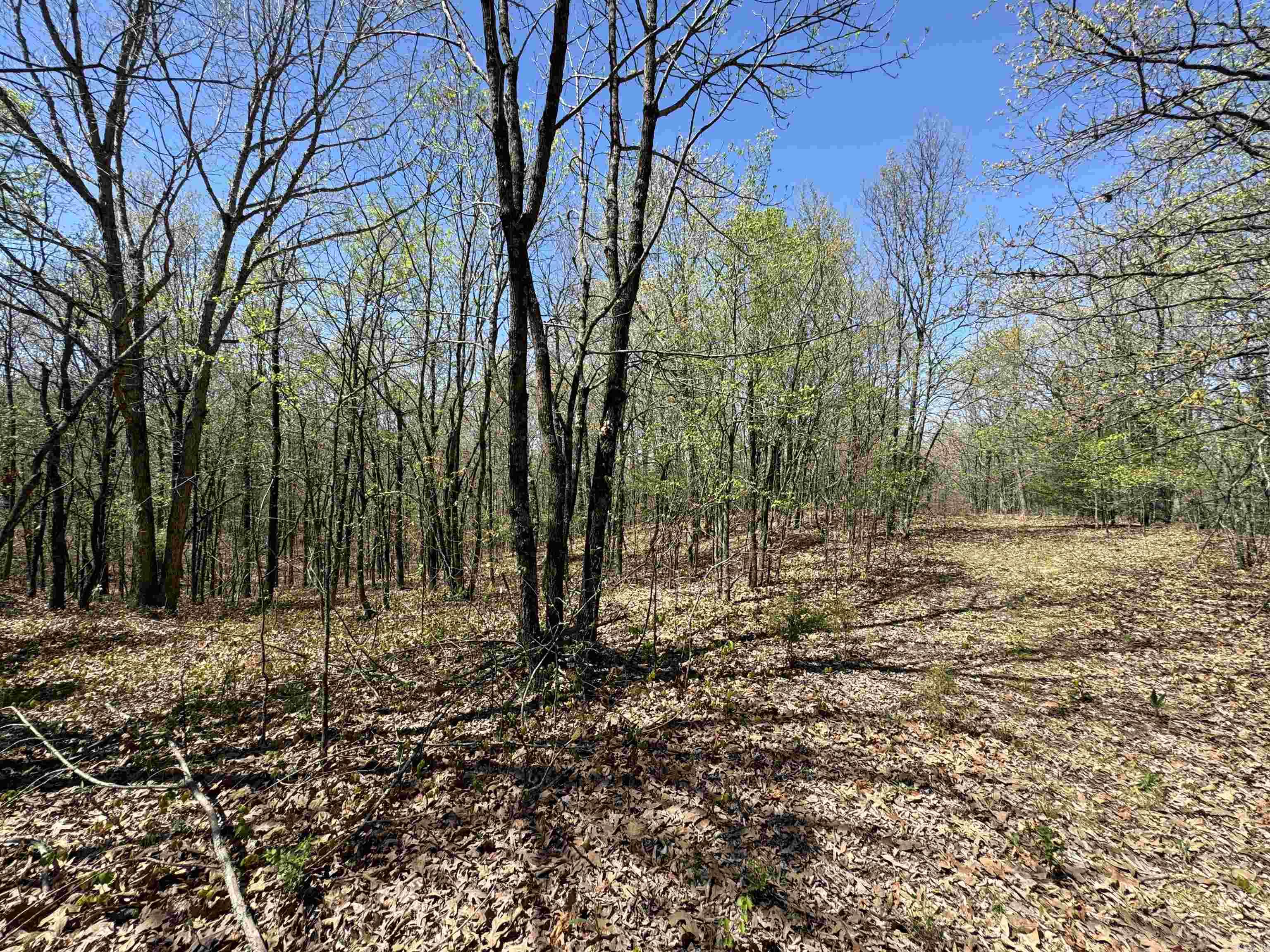 0  County Road 431  Pollard, AR