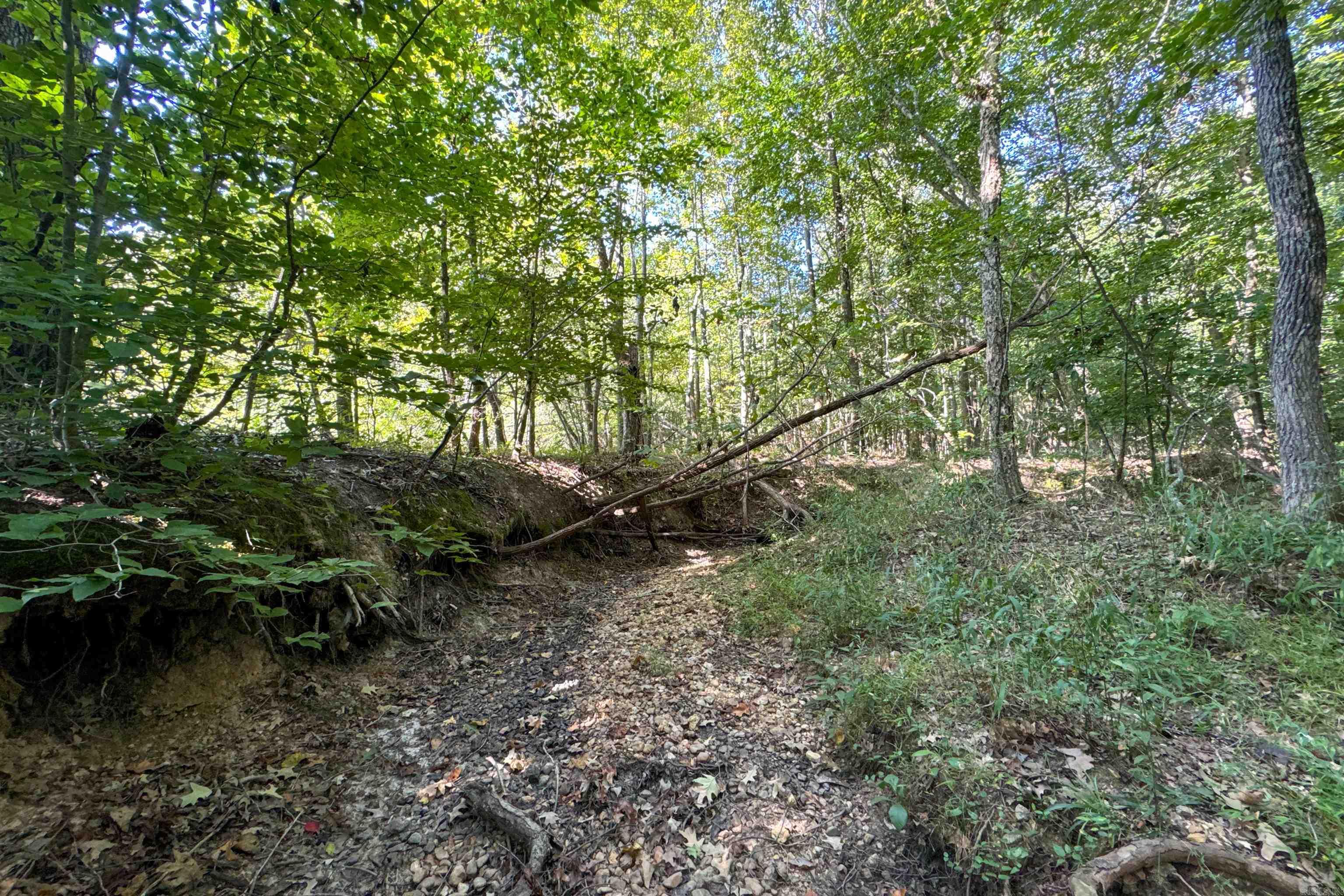   Clay County Rd. 408  Rector, AR