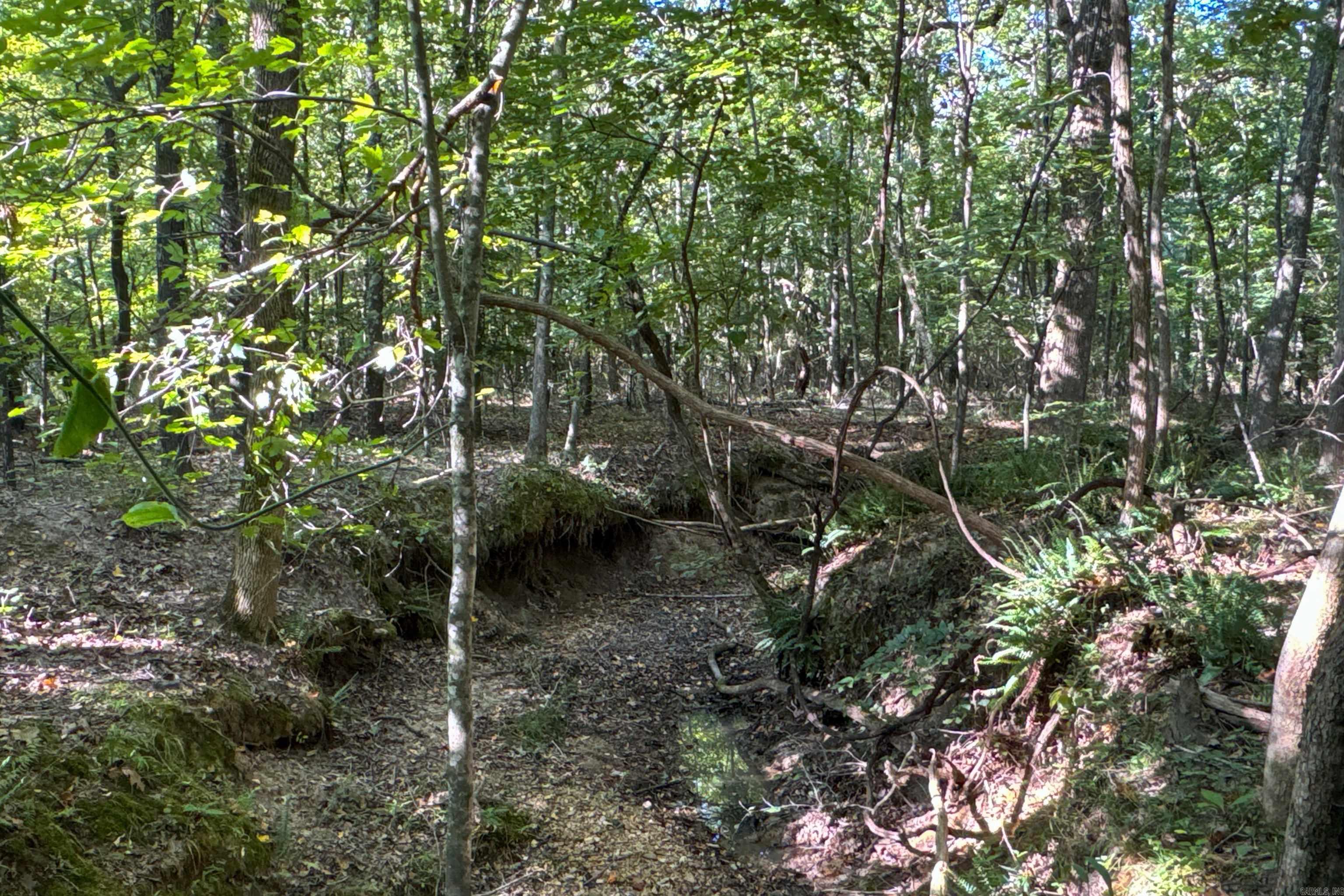   Clay County Rd. 408  Rector, AR