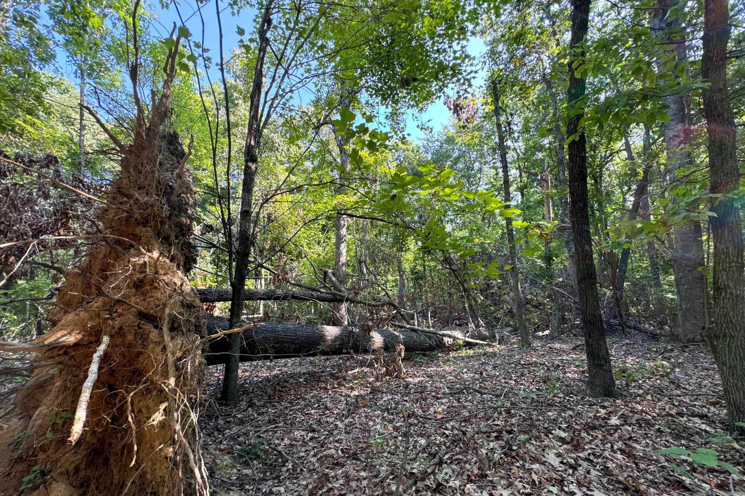   Clay County Rd. 408  Rector, AR