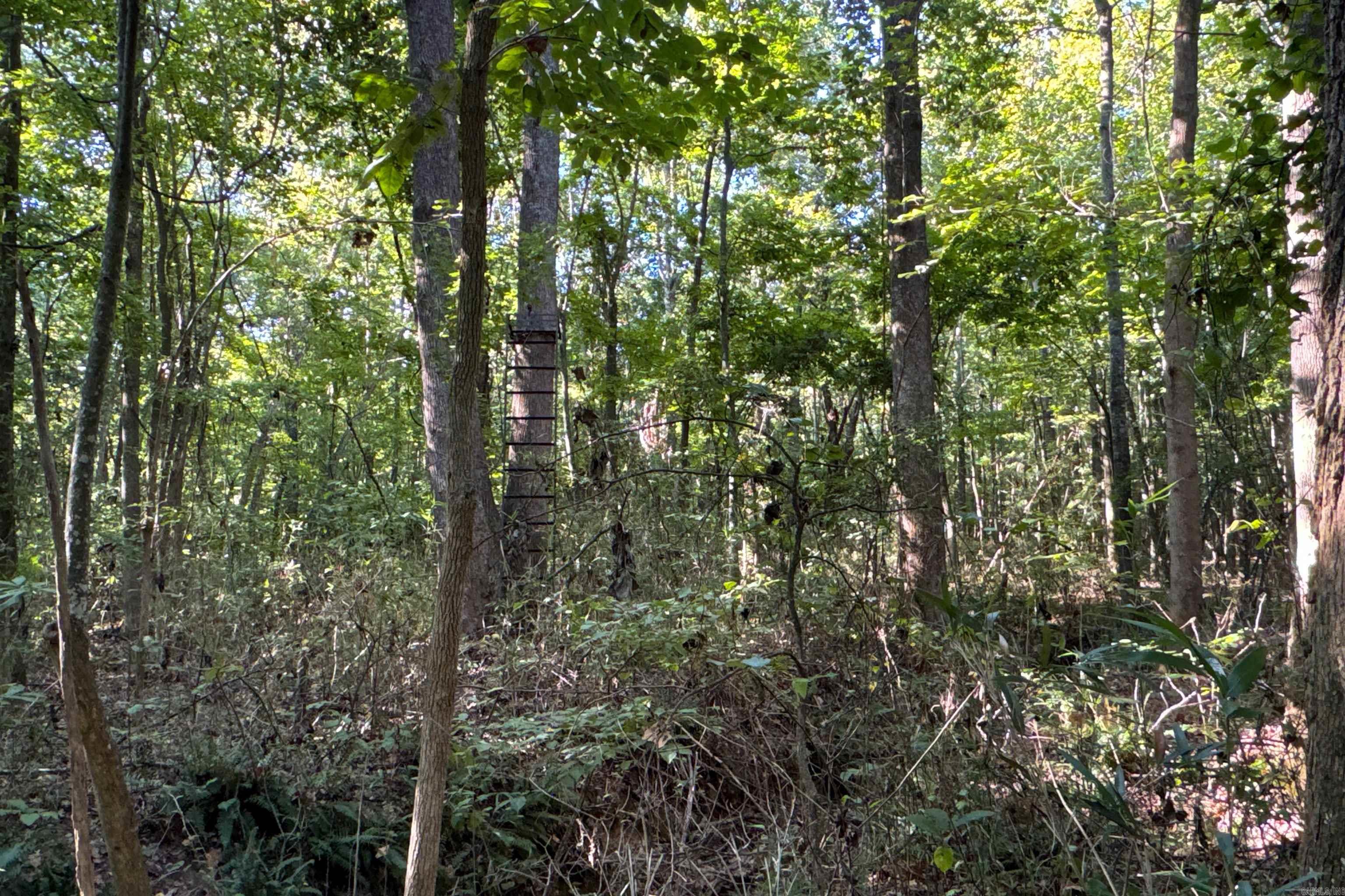   Clay County Rd. 408  Rector, AR