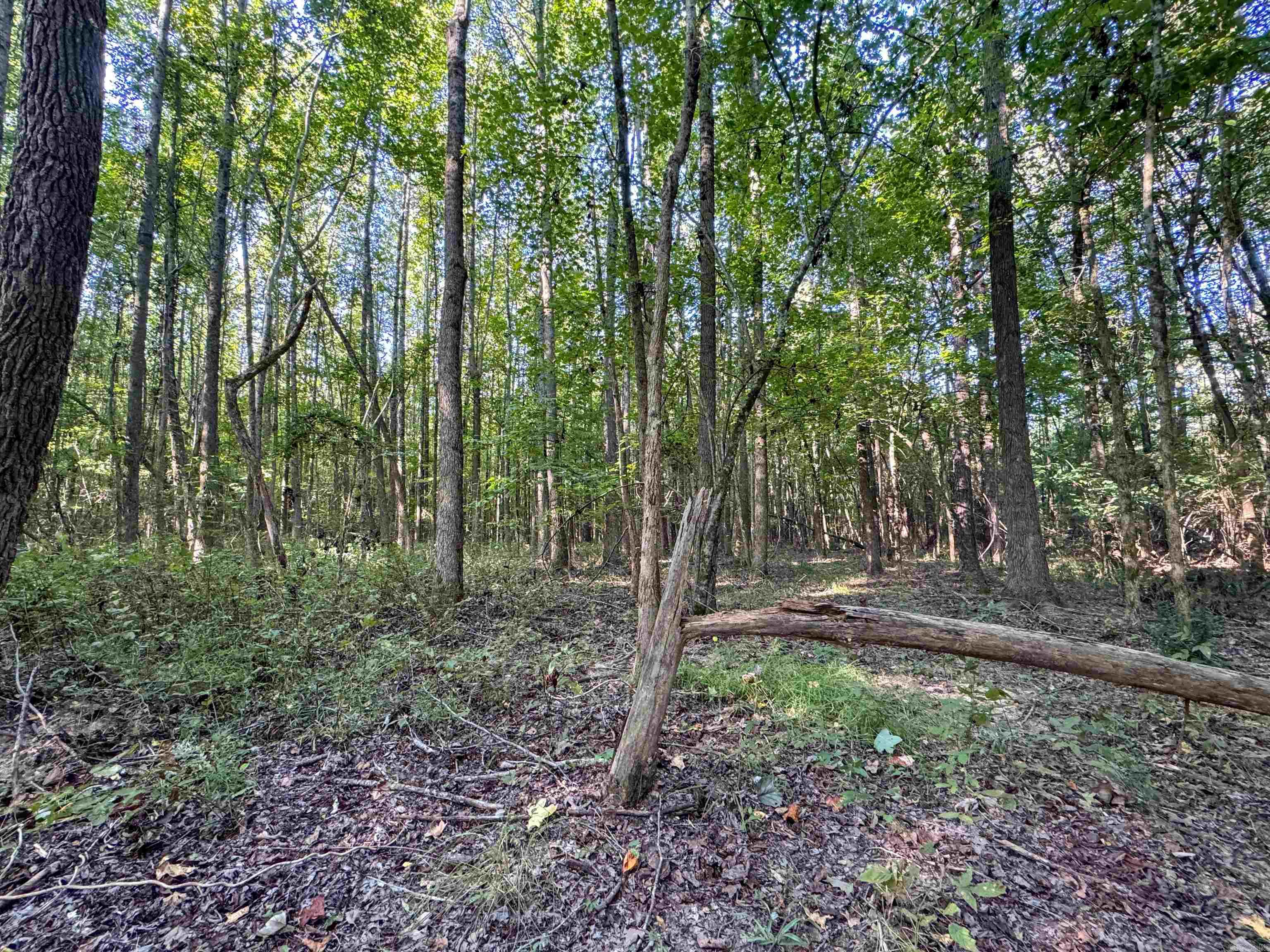   Clay County Rd. 408  Rector, AR