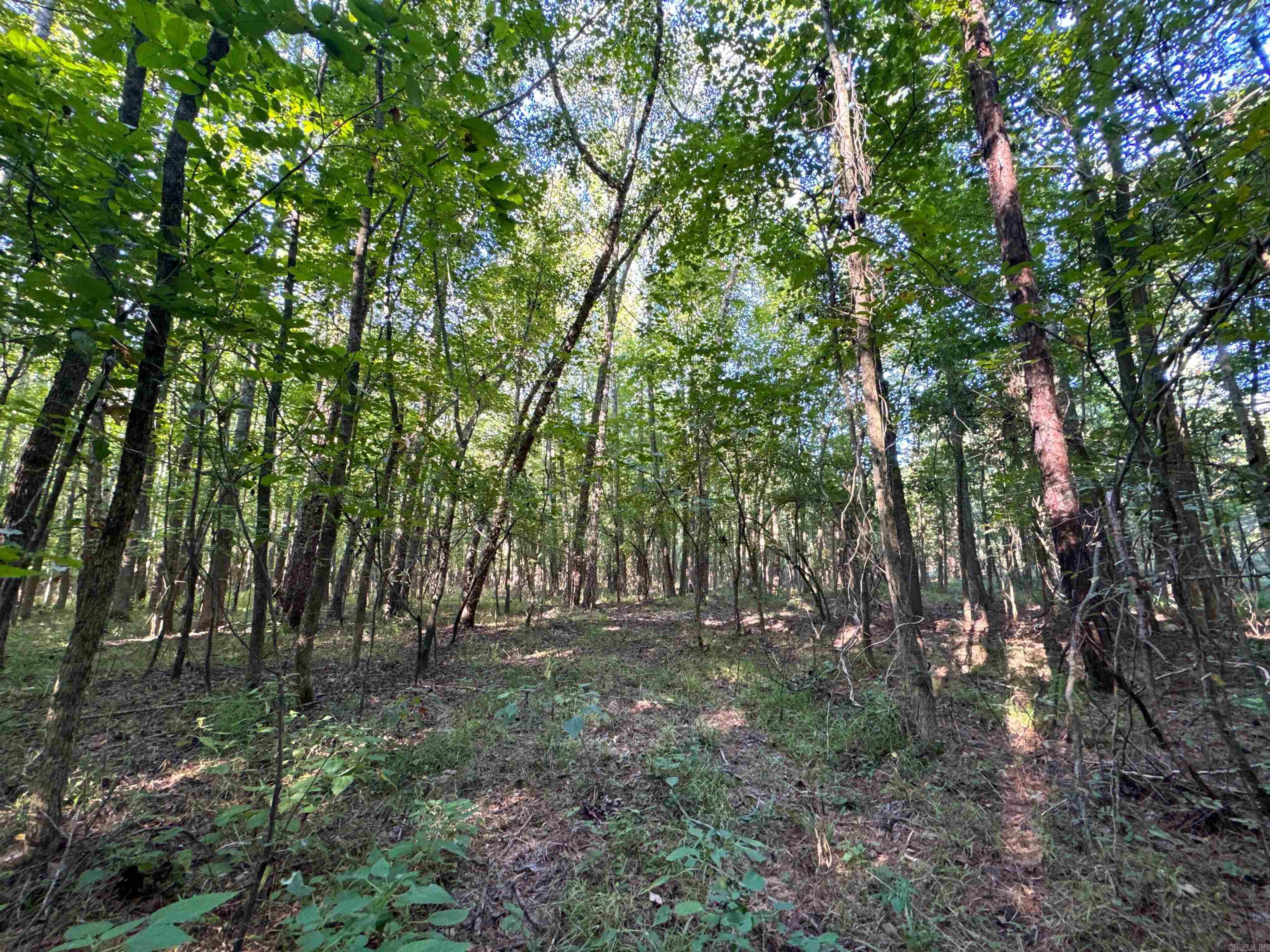   Clay County Rd. 408  Rector, AR