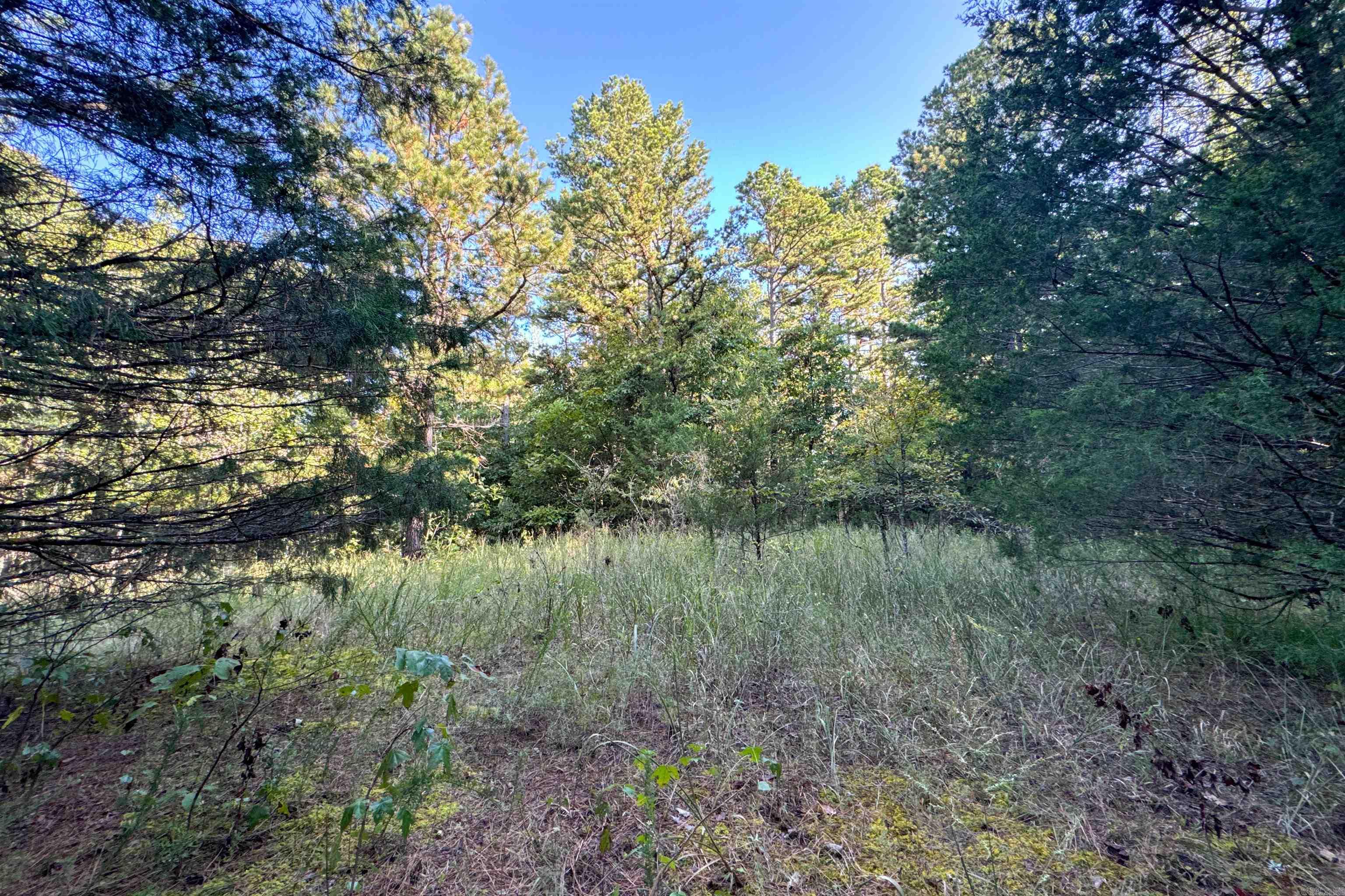   Clay County Rd. 408  Rector, AR