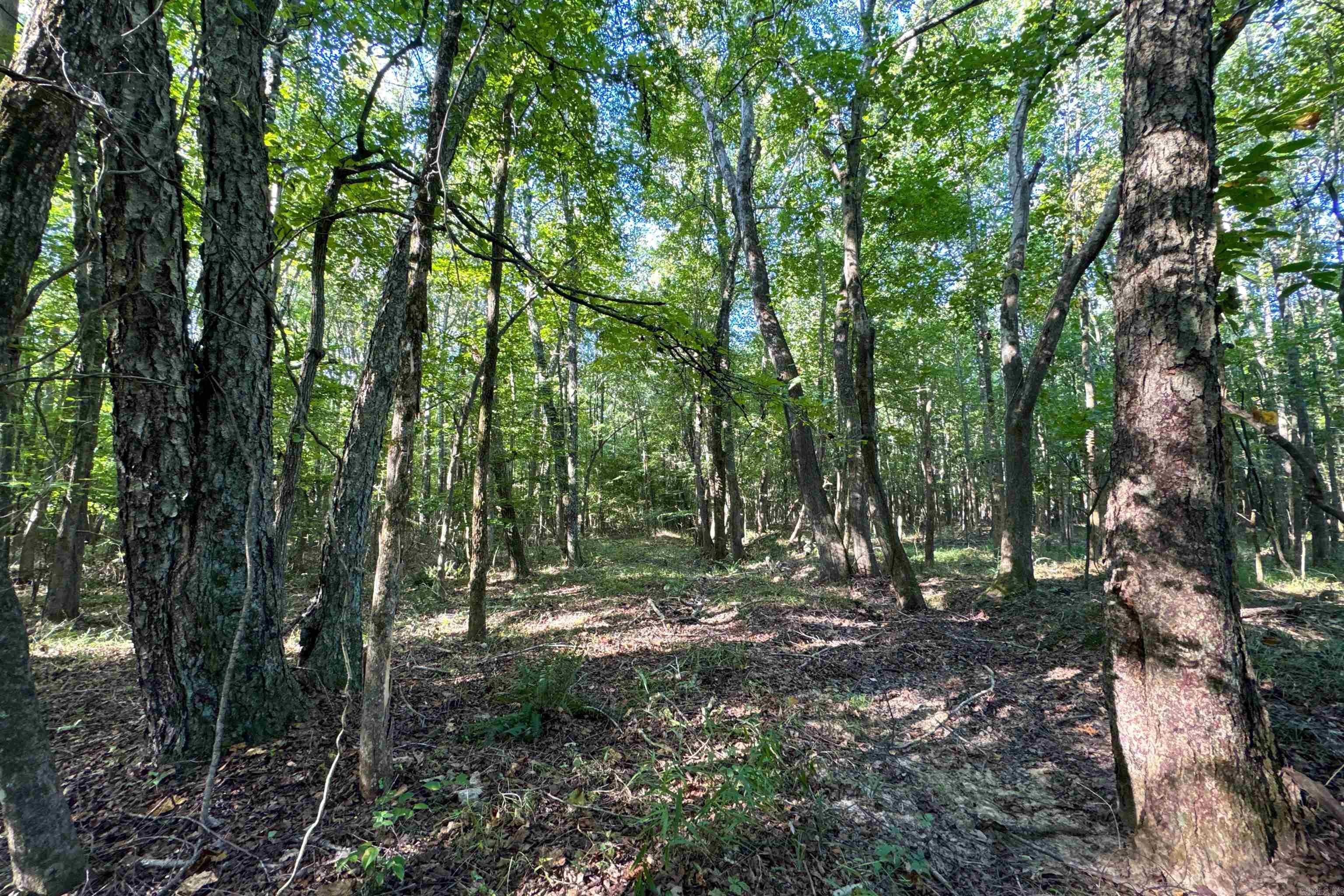   Clay County Rd. 408  Rector, AR