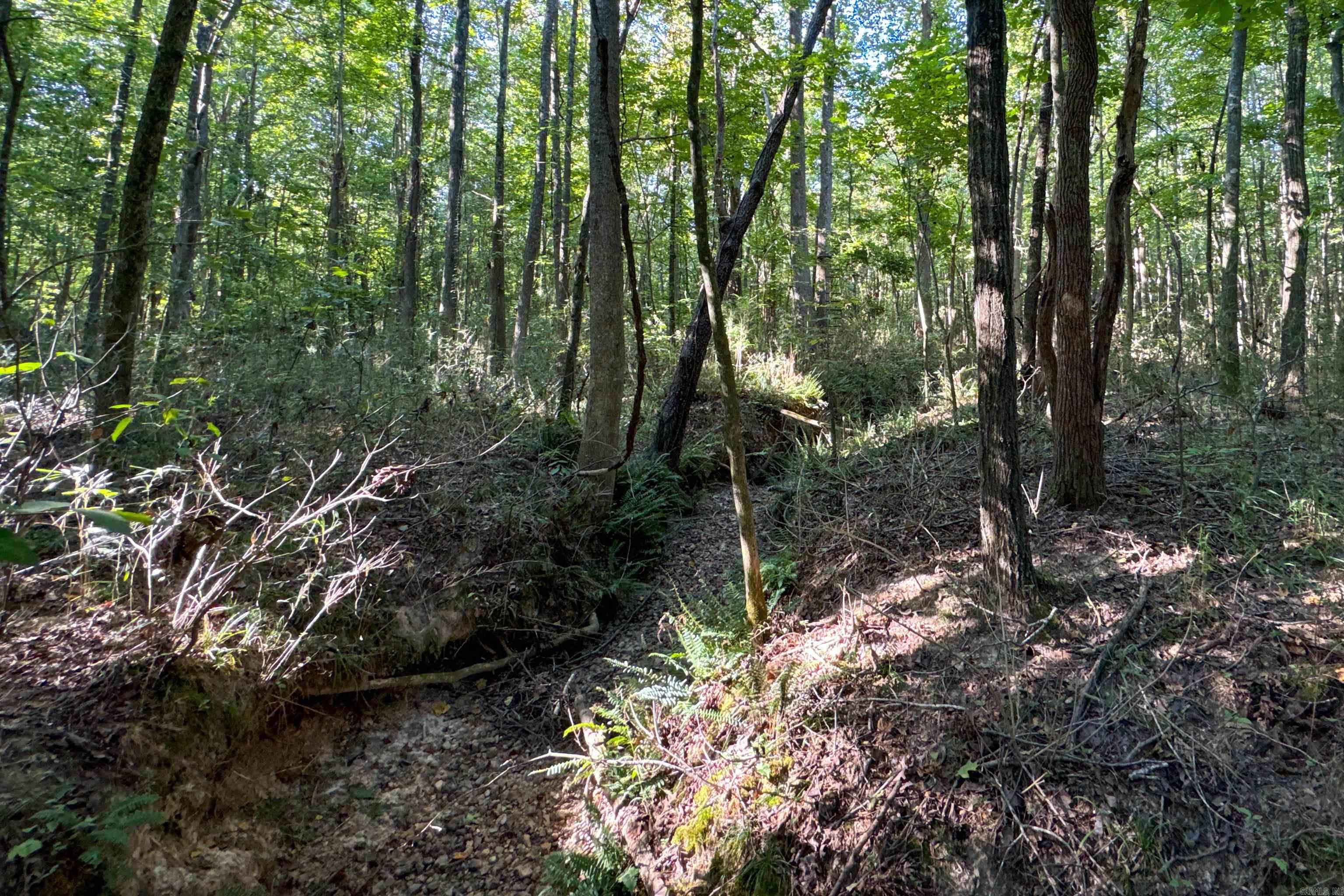   Clay County Rd. 408  Rector, AR