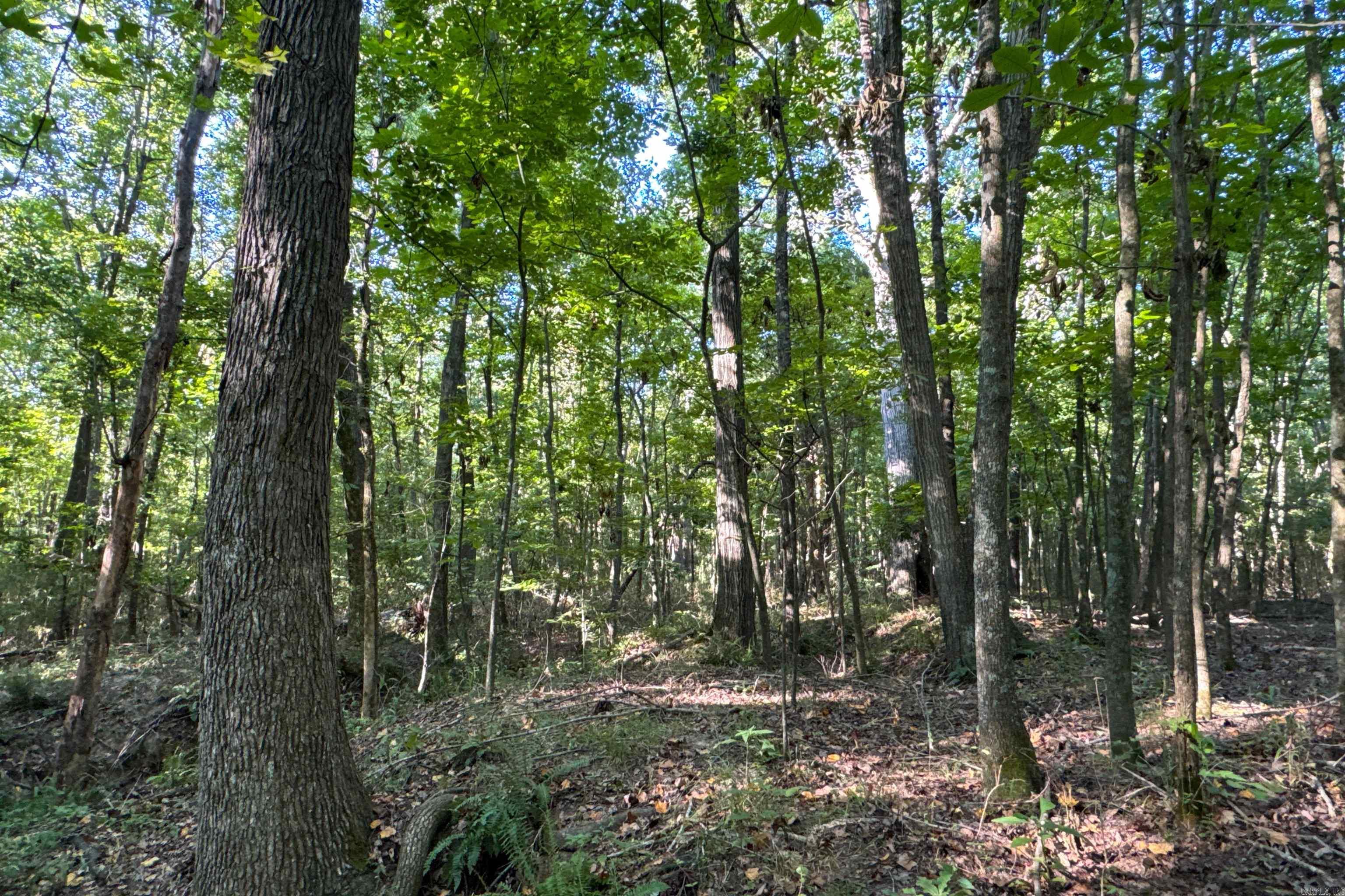   Clay County Rd. 408  Rector, AR