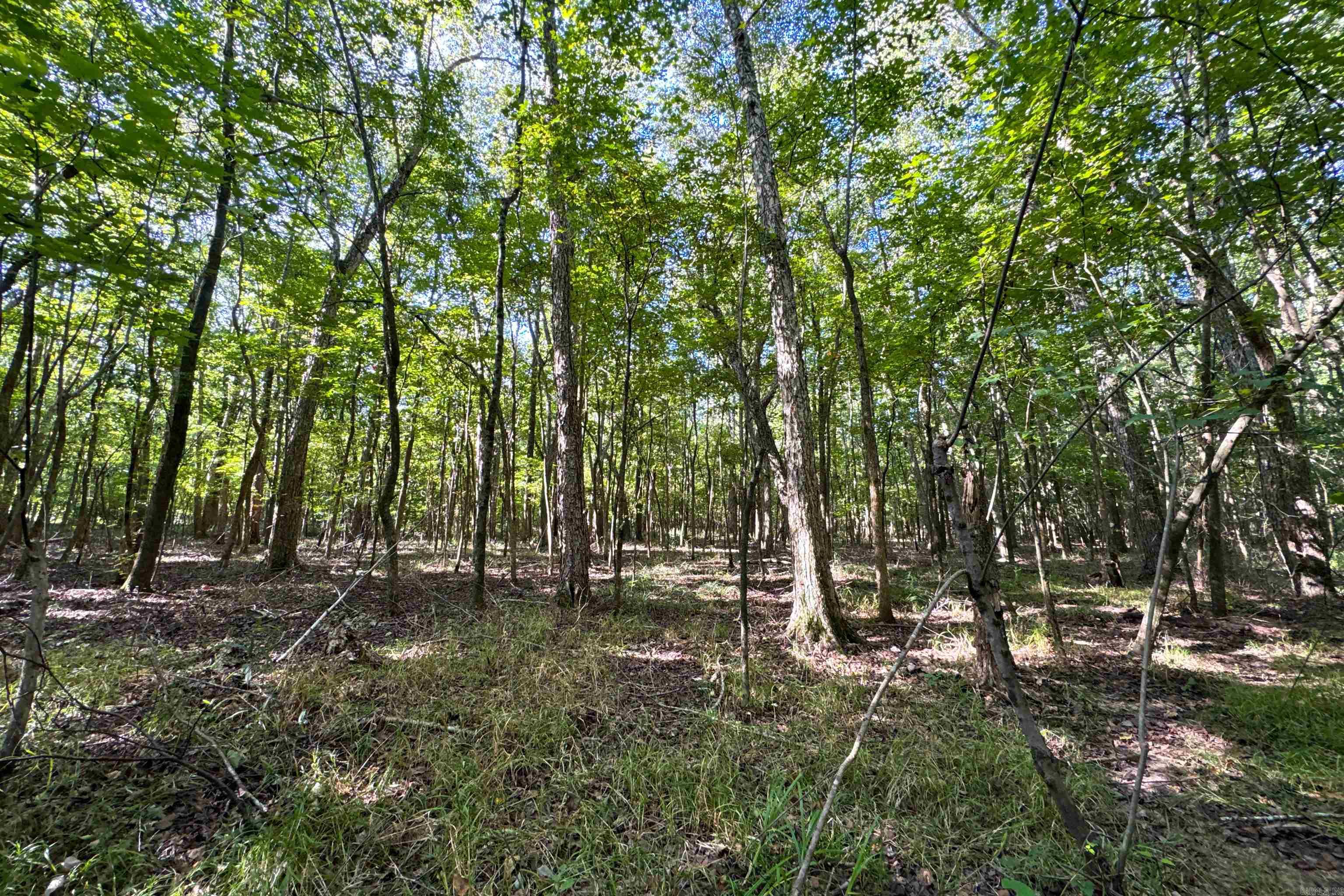   Clay County Rd. 408  Rector, AR