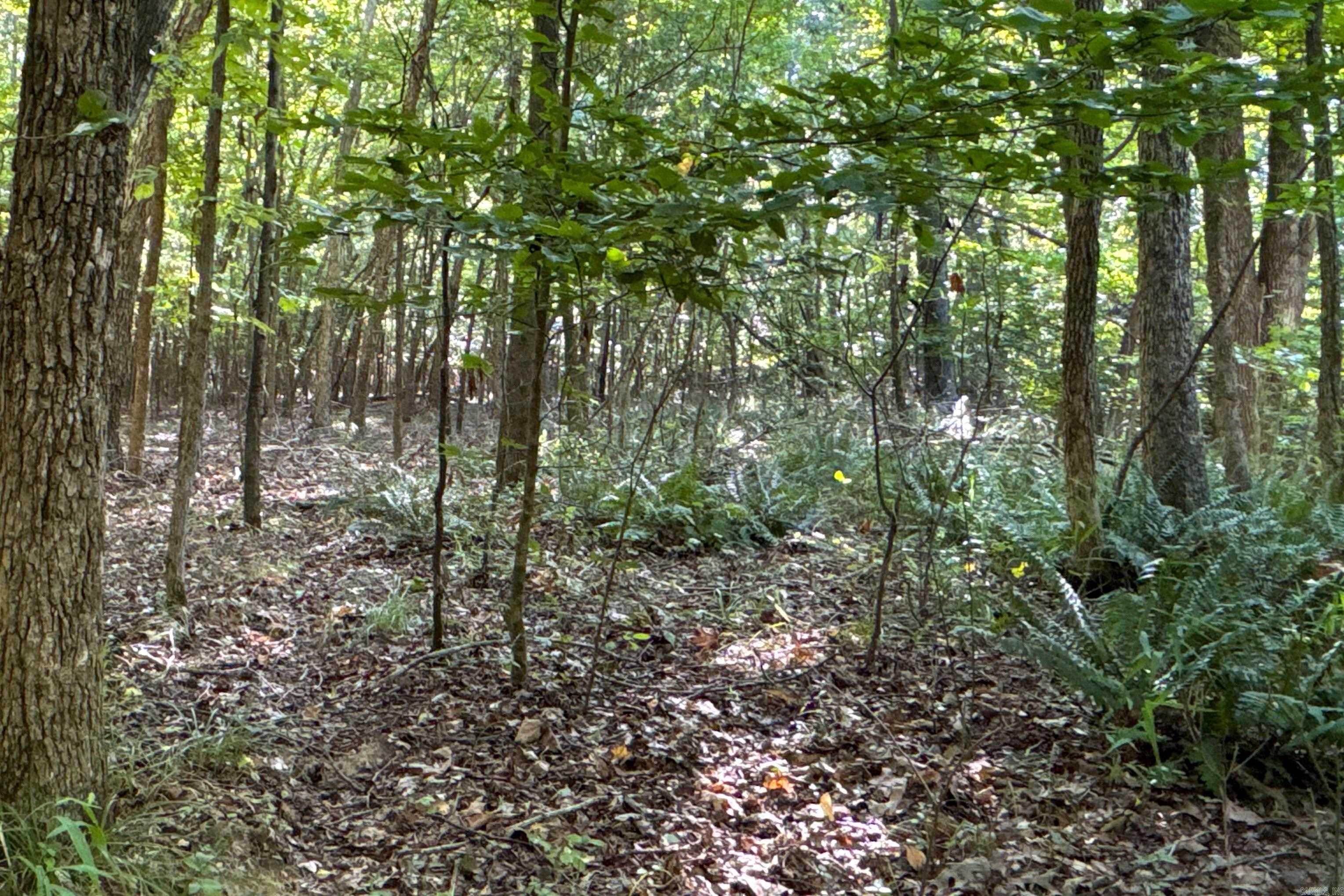  Clay County Rd. 408  Rector, AR