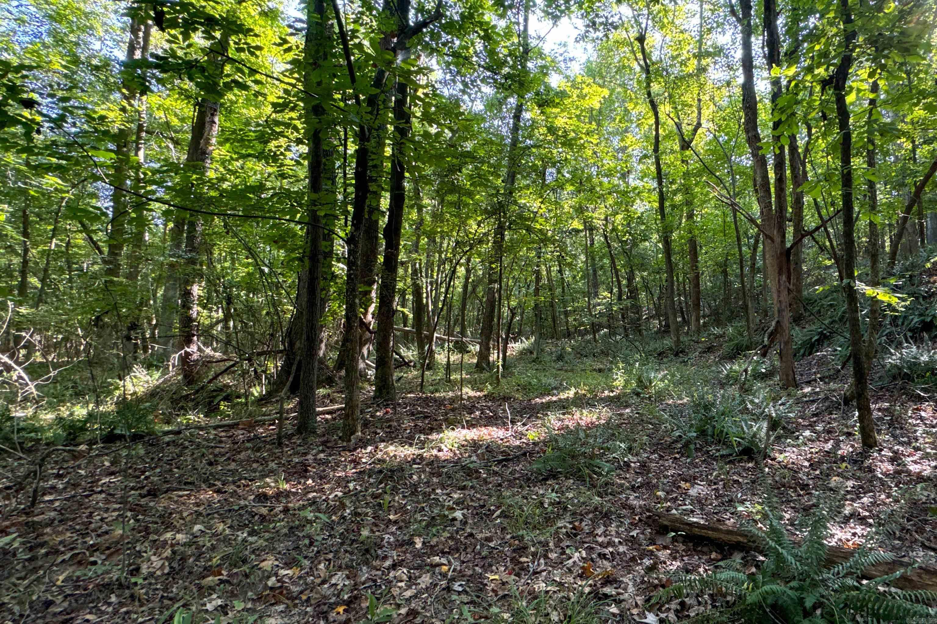   Clay County Rd. 408  Rector, AR