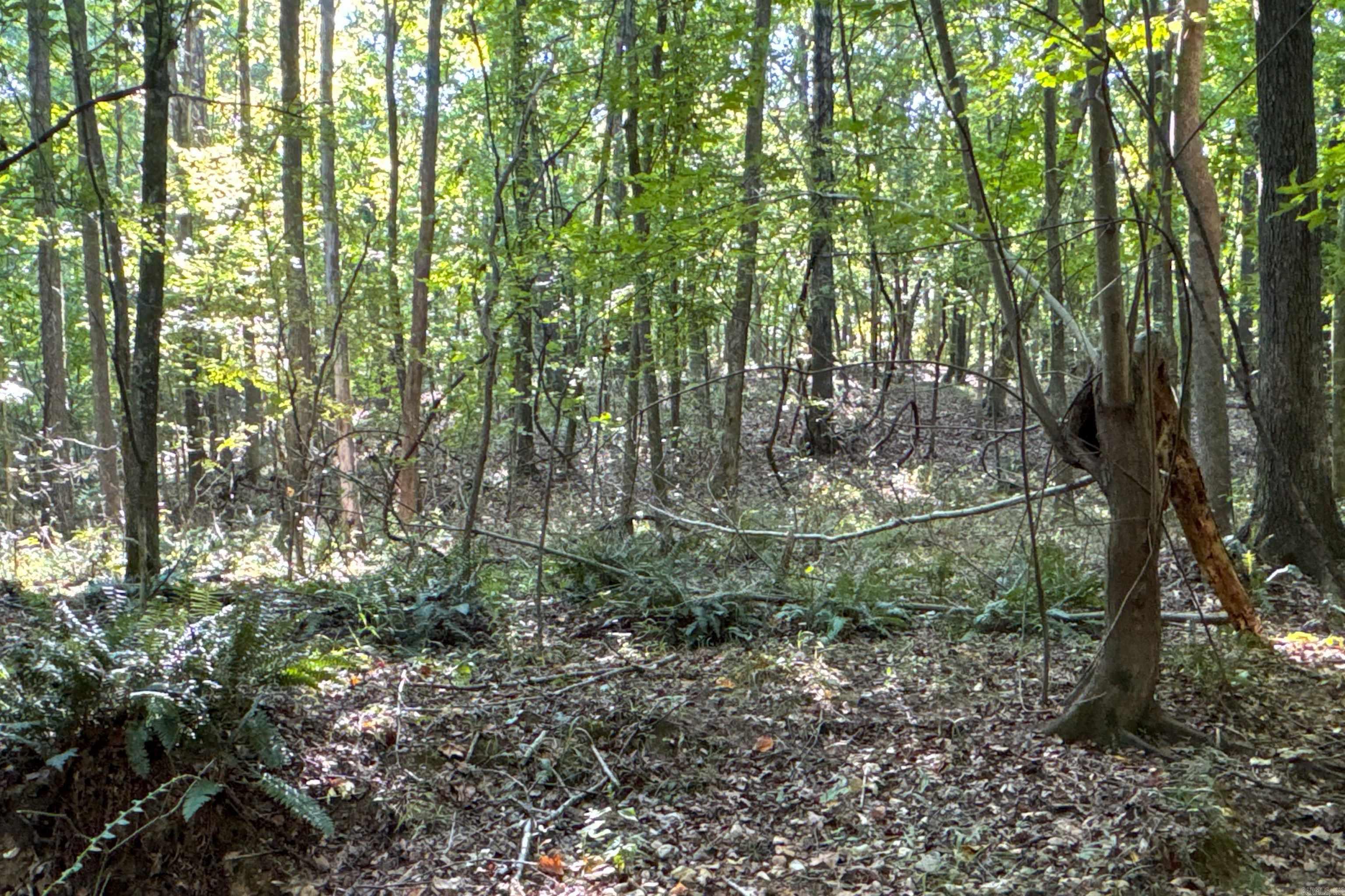   Clay County Rd. 408  Rector, AR