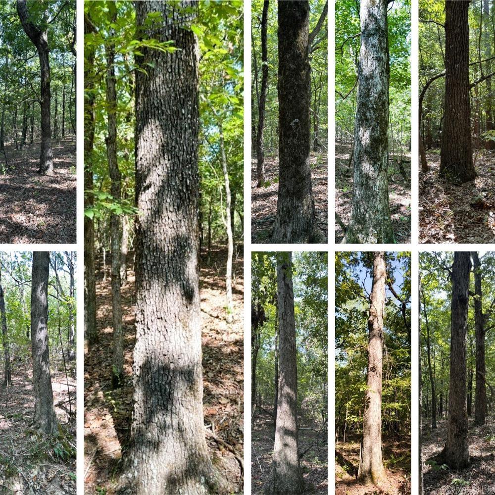   Clay County Rd. 408  Rector, AR