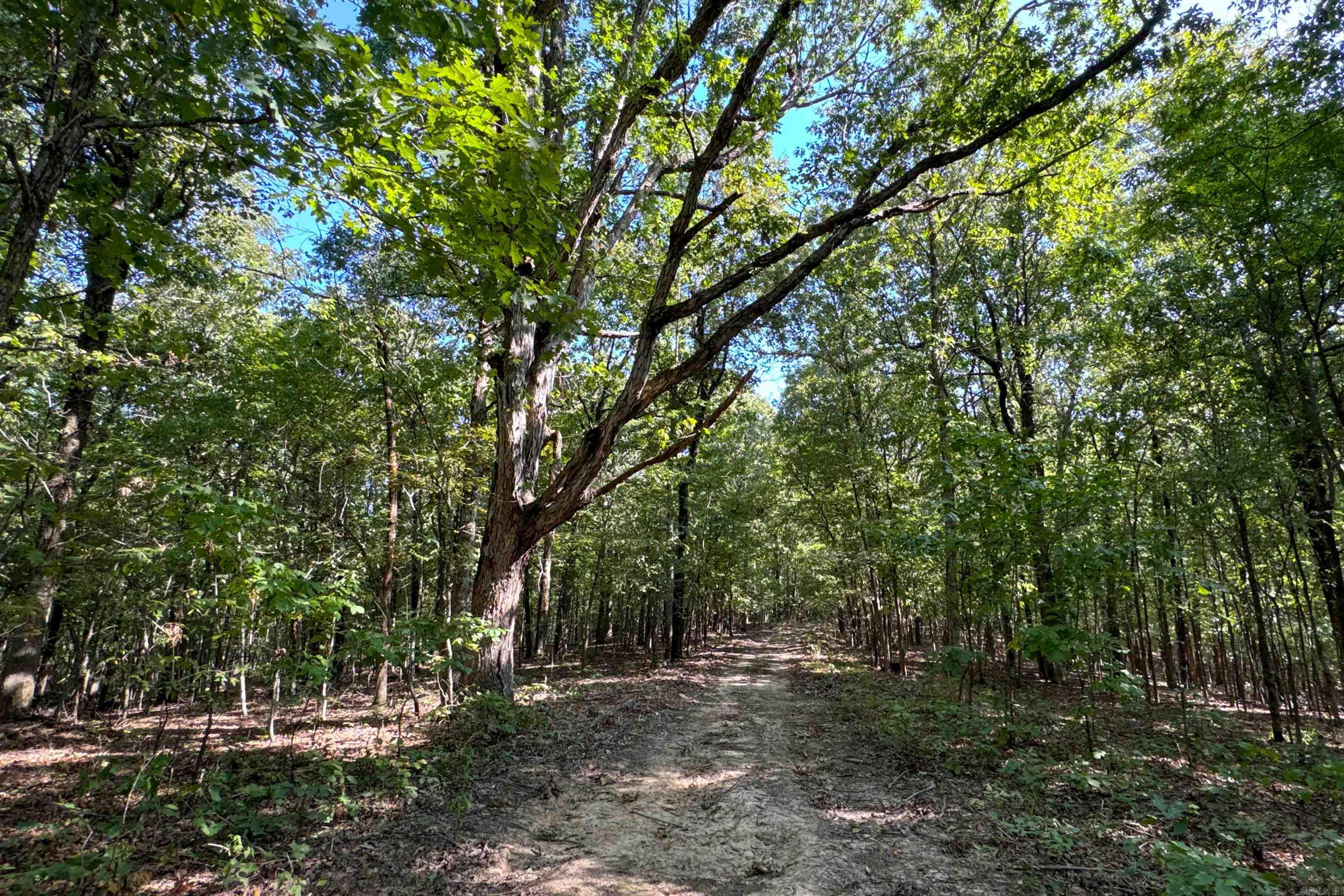   Clay County Rd. 408  Rector, AR