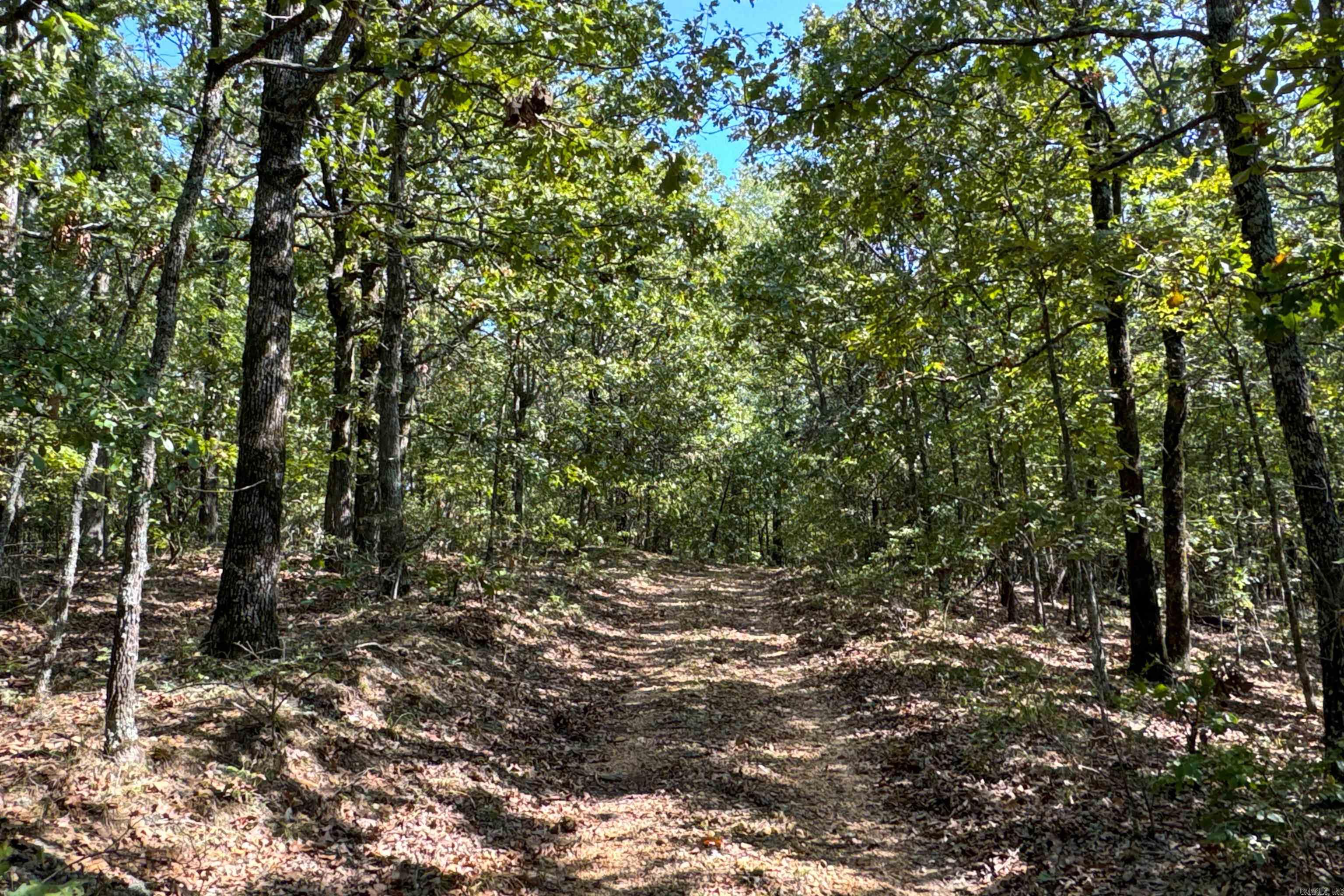   Clay County Rd. 408  Rector, AR