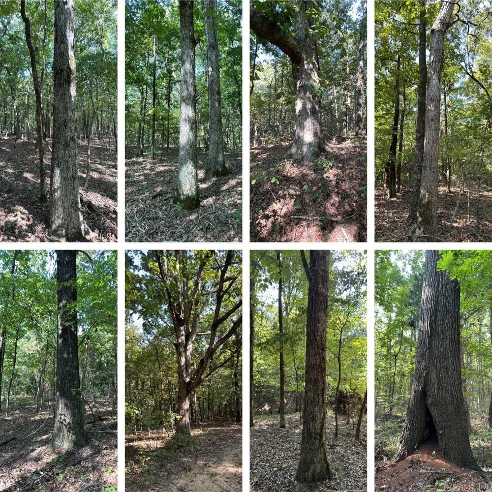   Clay County Rd. 408  Rector, AR