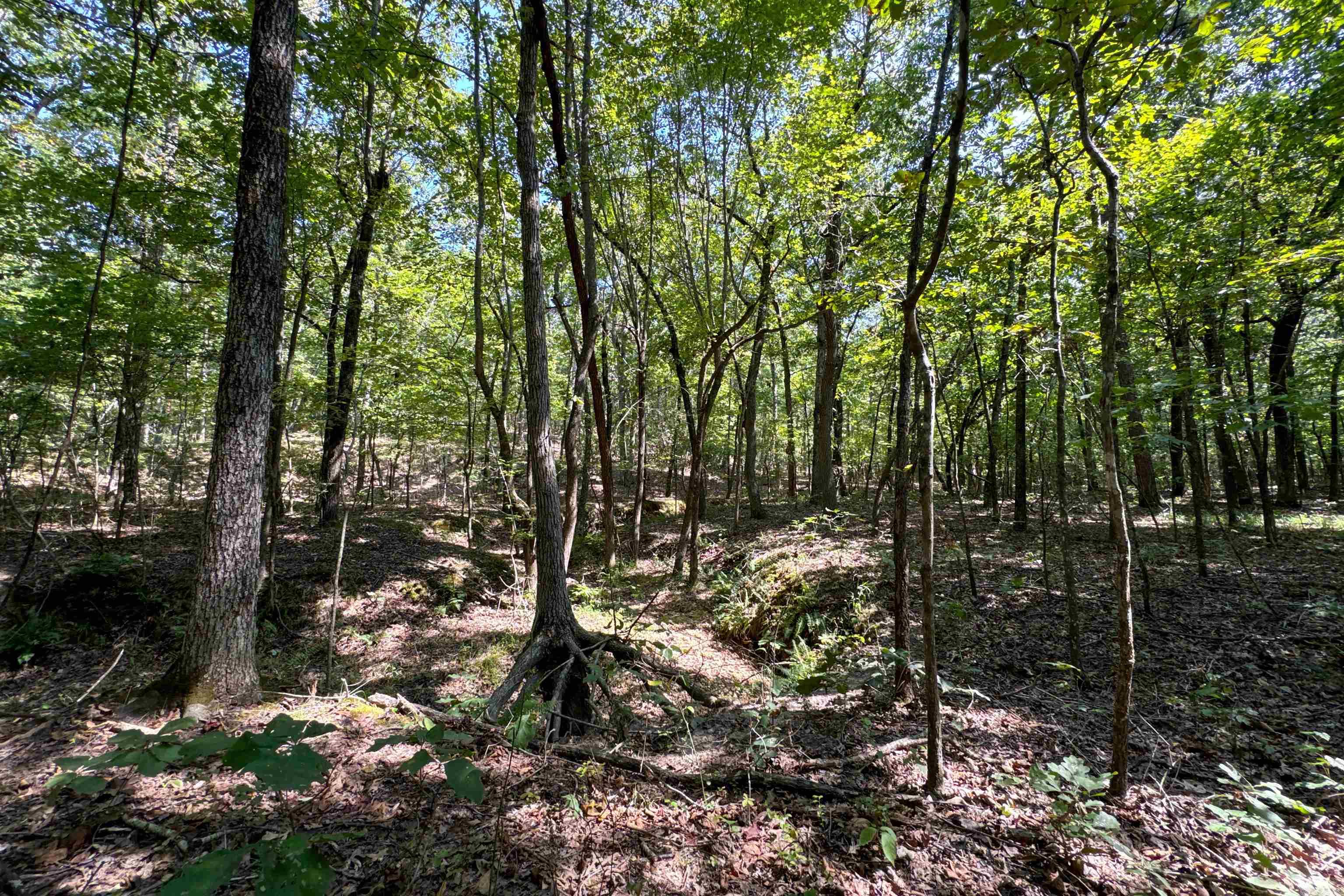  Clay County Rd. 408  Rector, AR