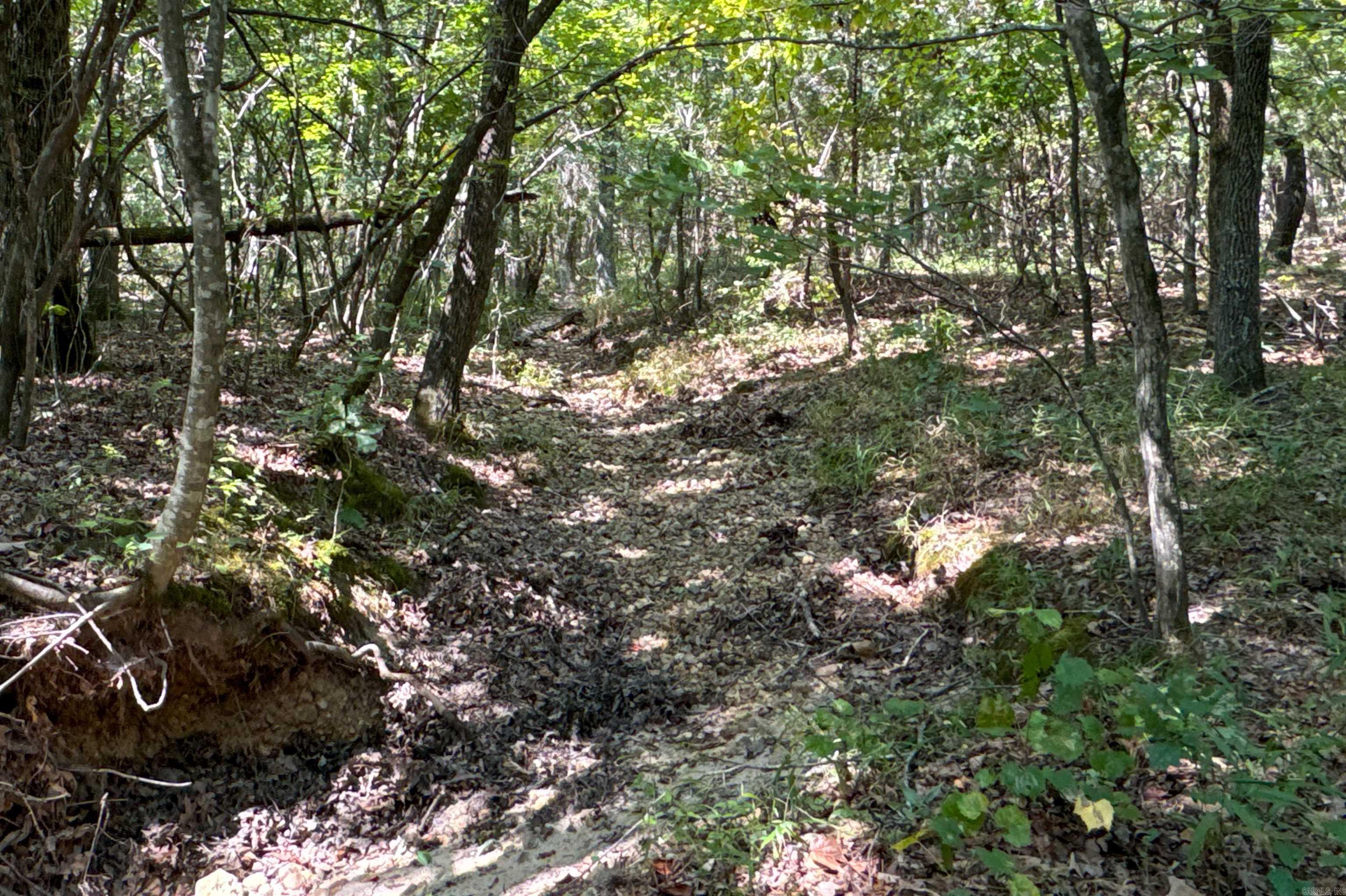   Clay County Rd. 408  Rector, AR