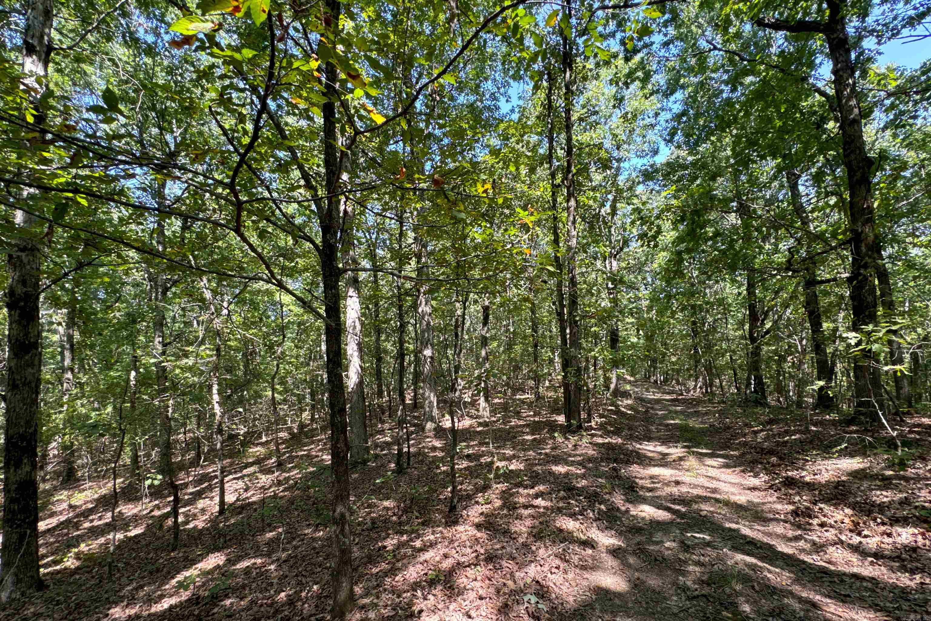   Clay County Rd. 408  Rector, AR