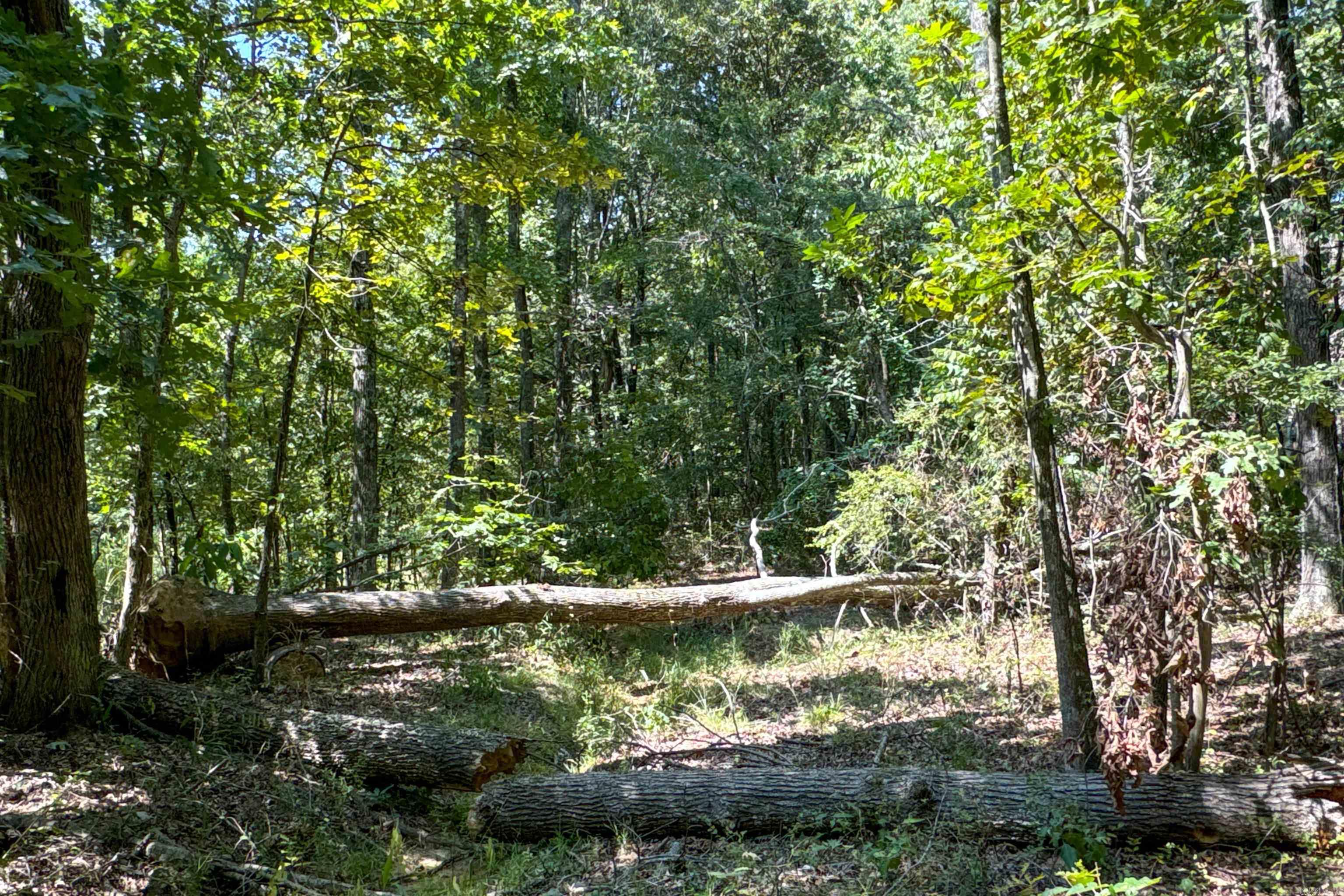   Clay County Rd. 408  Rector, AR