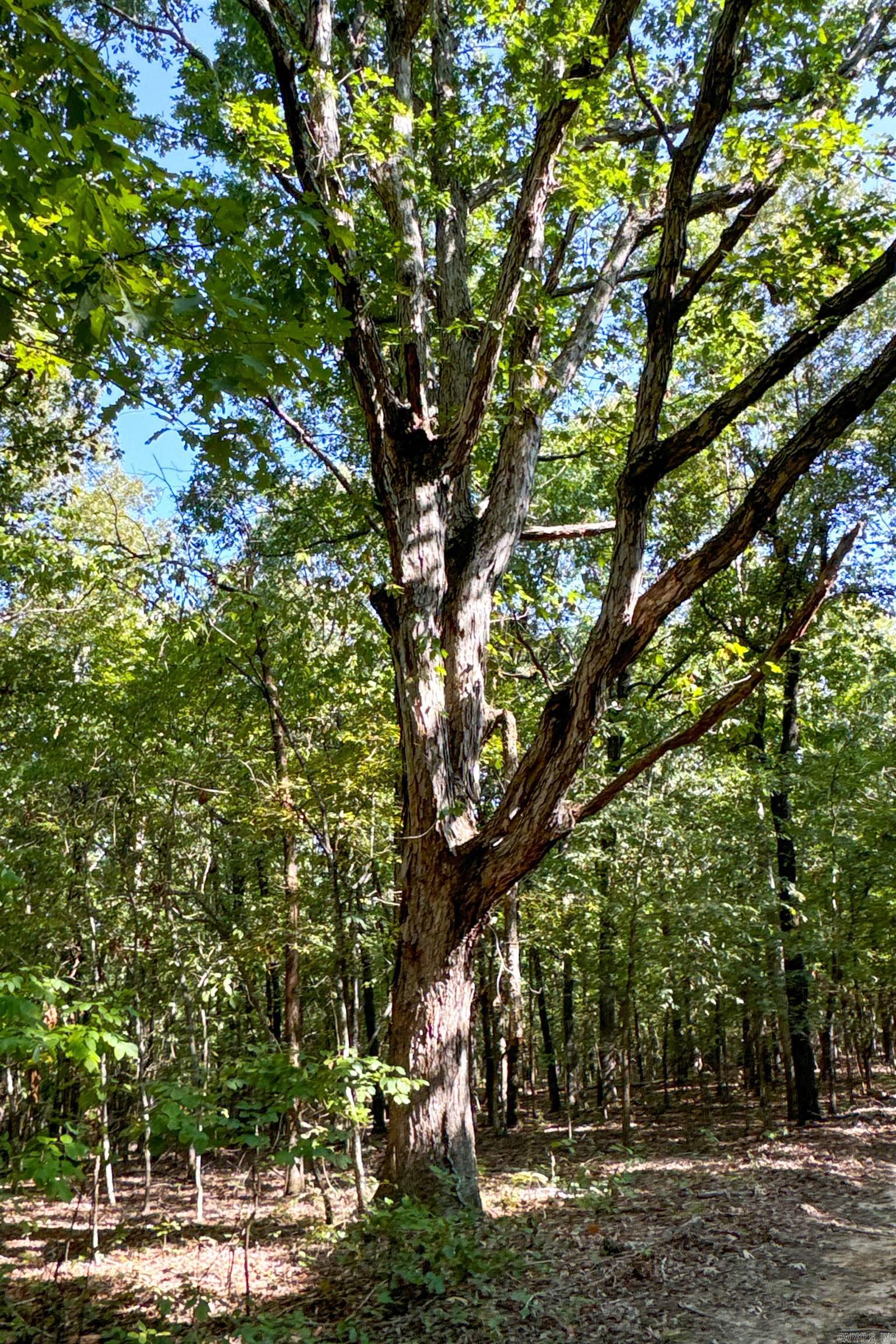   Clay County Rd. 408  Rector, AR