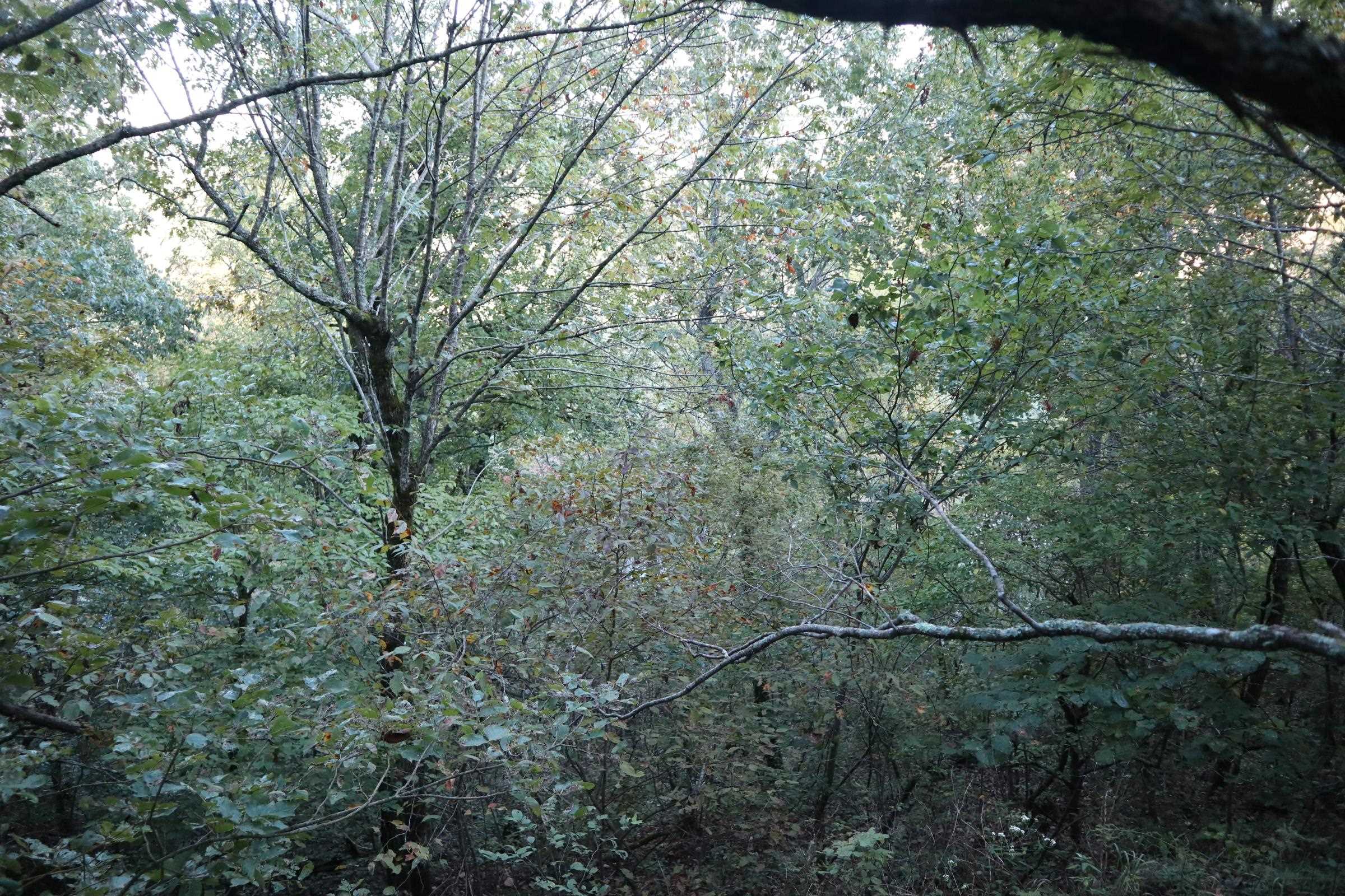 TBD  Old Ridge Rd  Sturkie, AR