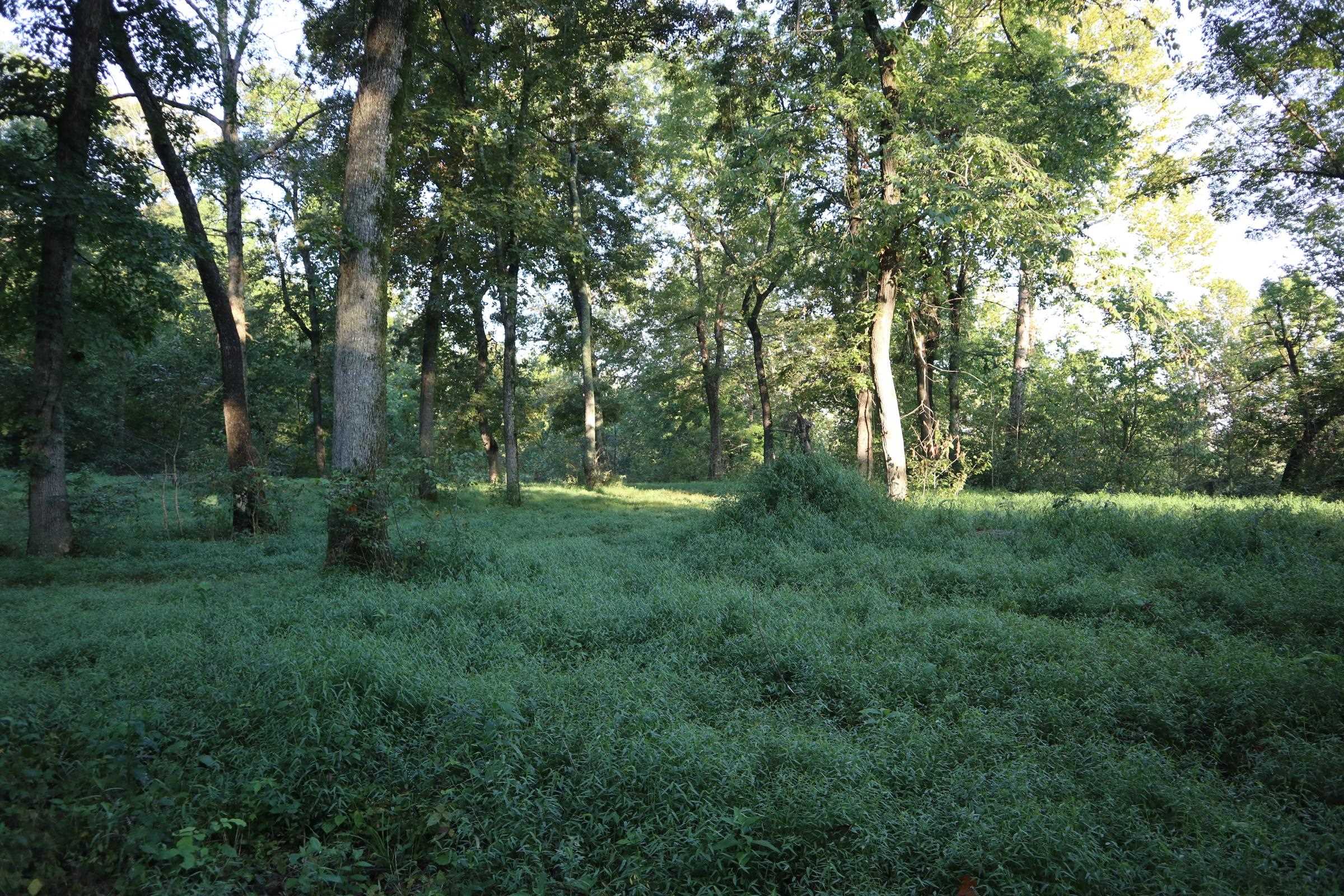 TBD  Old Ridge Rd  Sturkie, AR