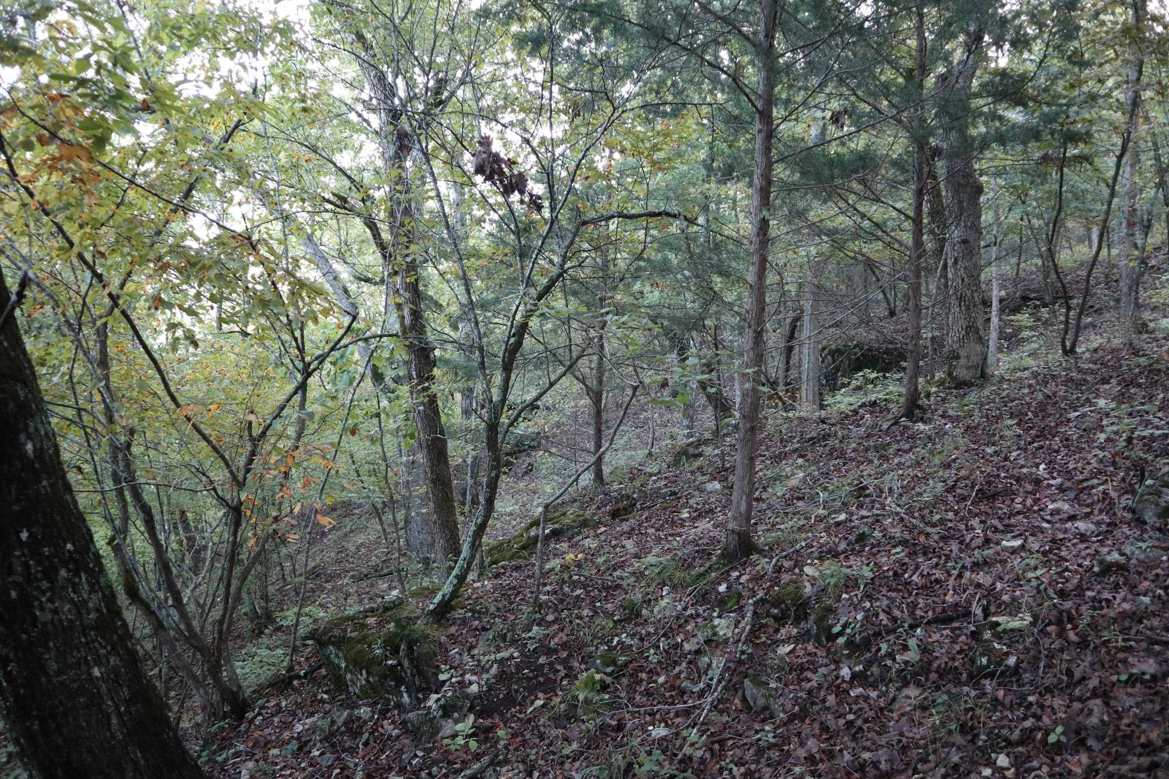 TBD  Old Ridge Rd  Sturkie, AR