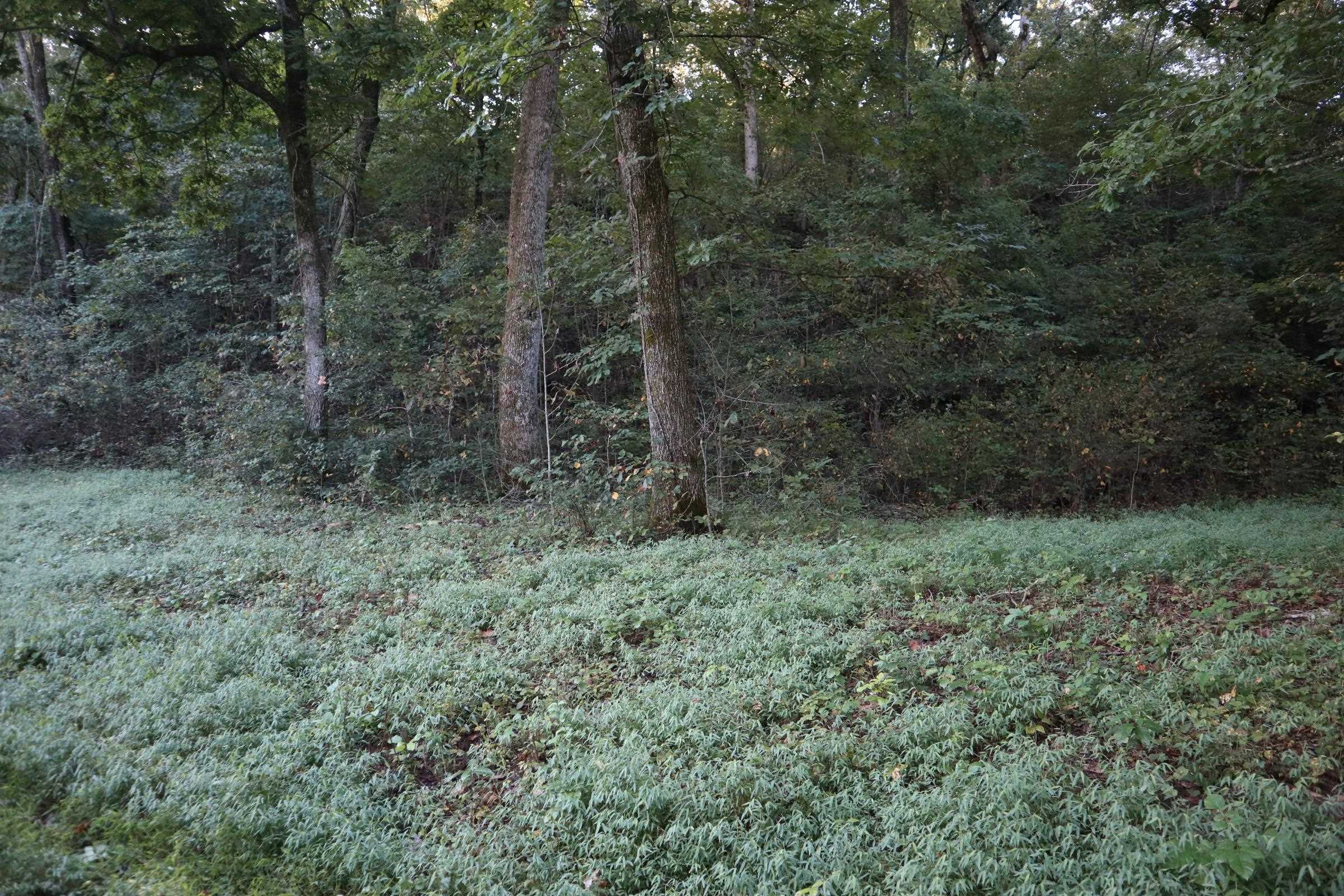 TBD  Old Ridge Rd  Sturkie, AR