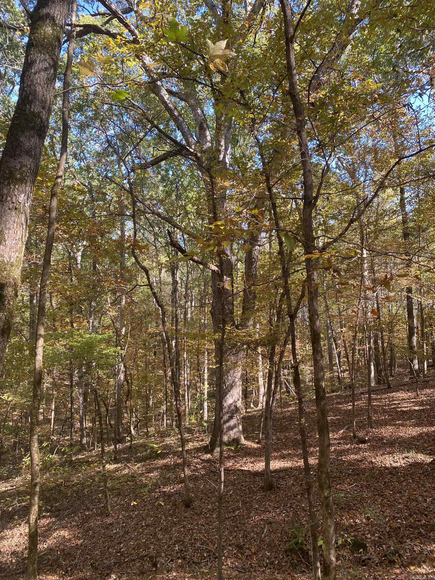   Mercer Bayou  Fouke, AR