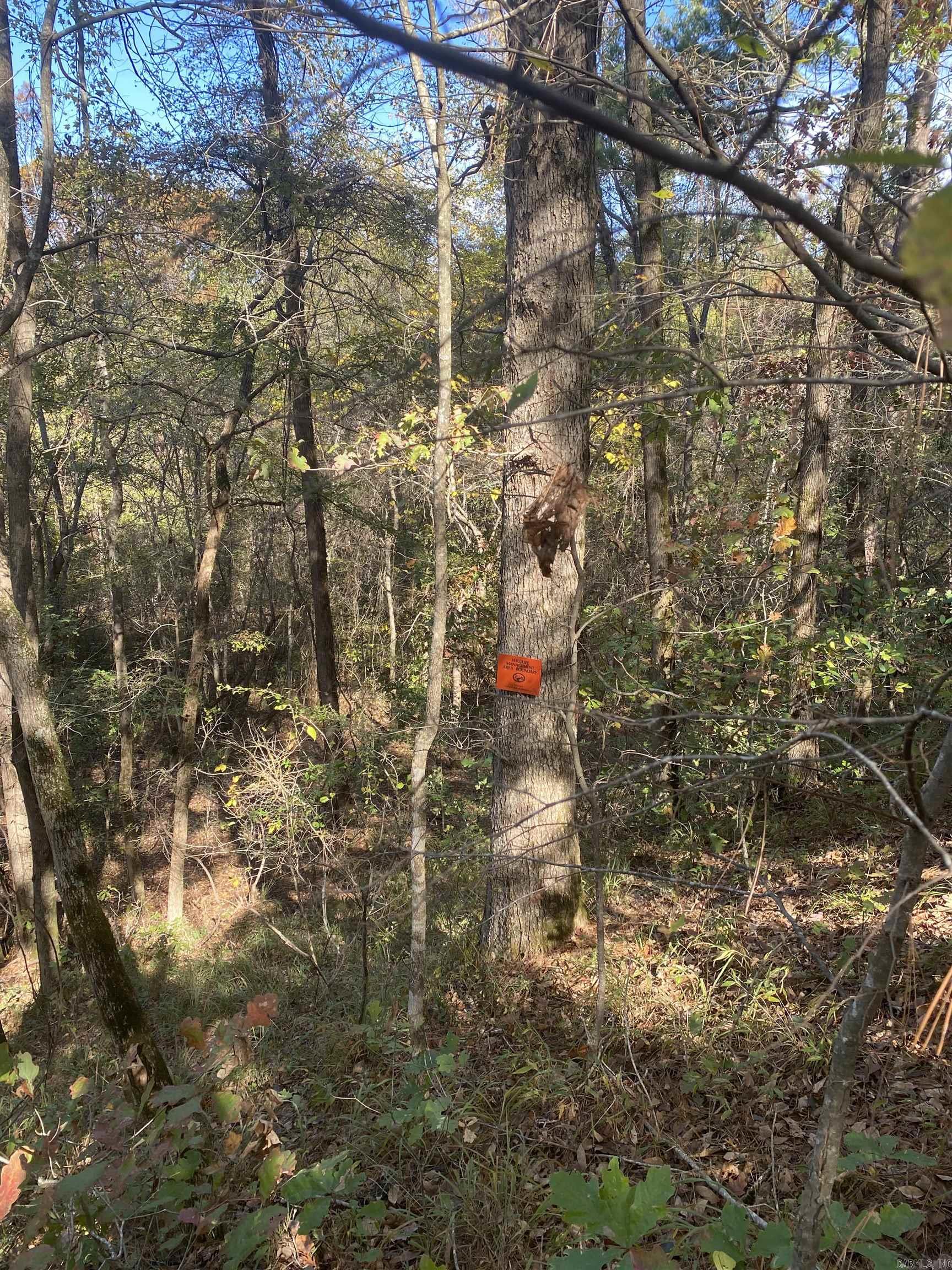   Mercer Bayou  Fouke, AR