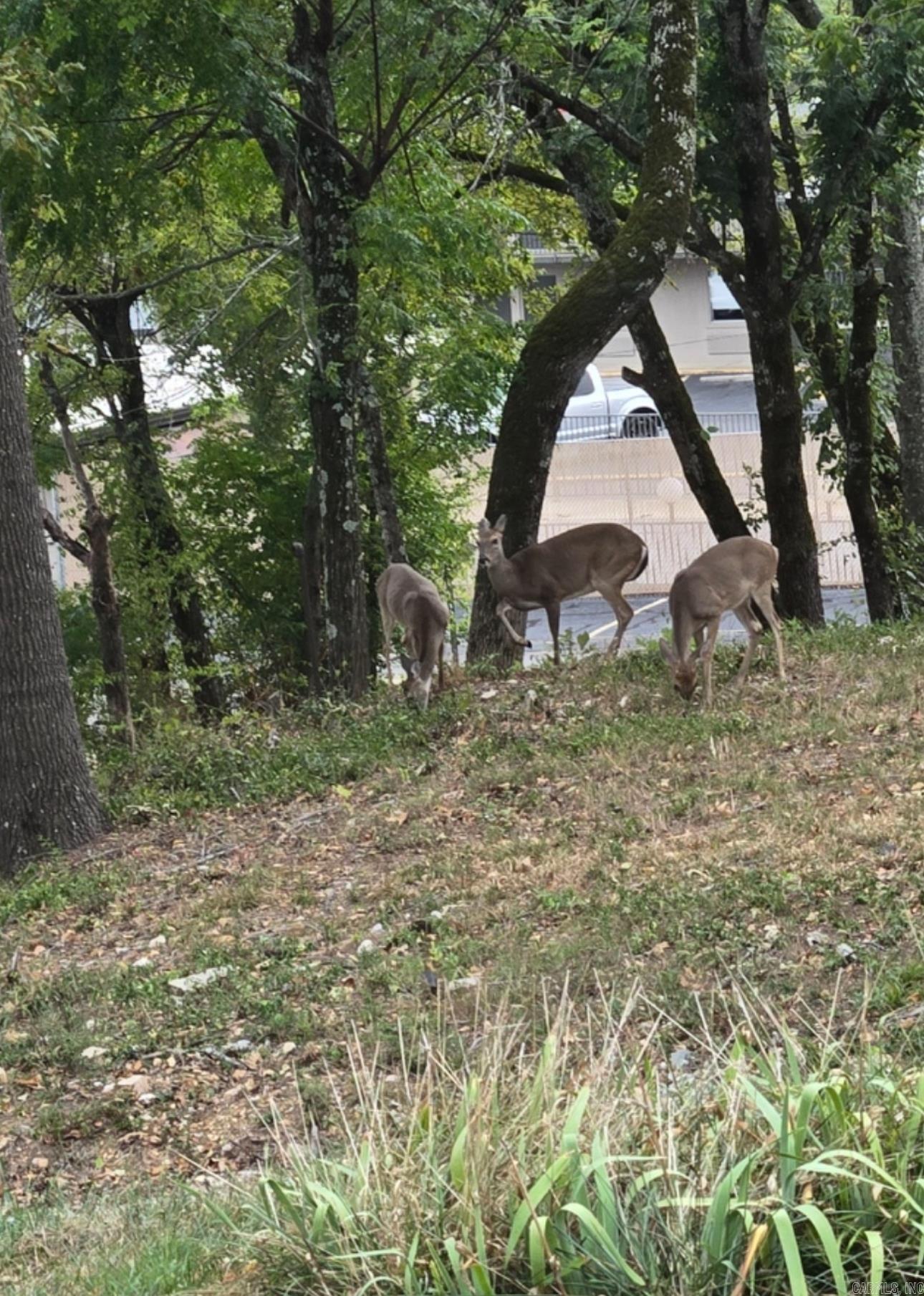 117  Ramsey  Hot Springs, AR